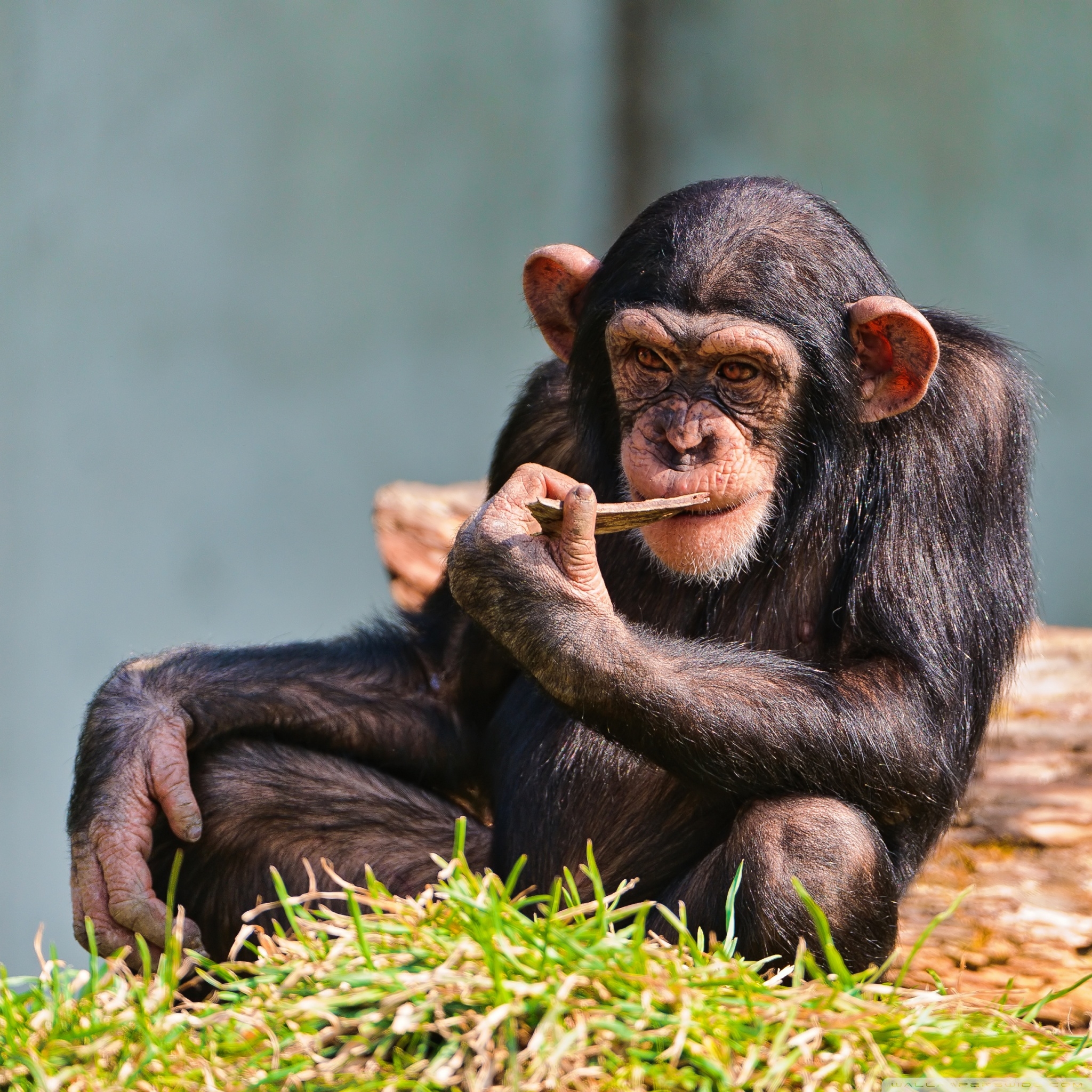 2050x2050 Thinking Chimp ❤ 4K HD Desktop Wallpaper for 4K Ultra HD TV • Dual, Phone