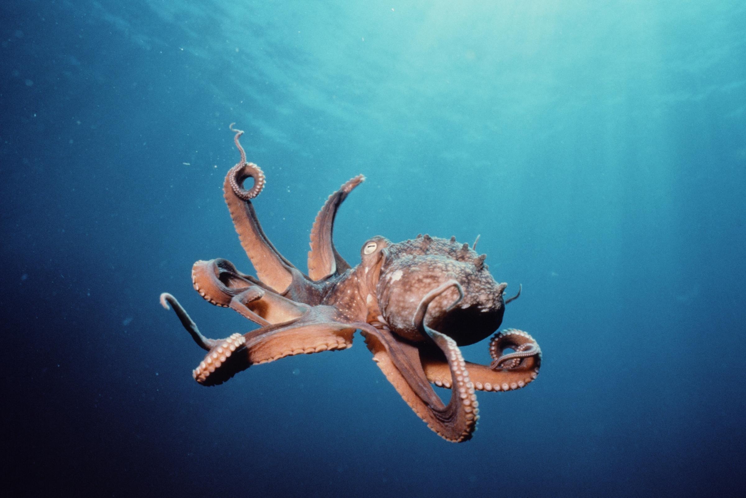 2400x1610 Octopus HD Wallpaper, Desktop