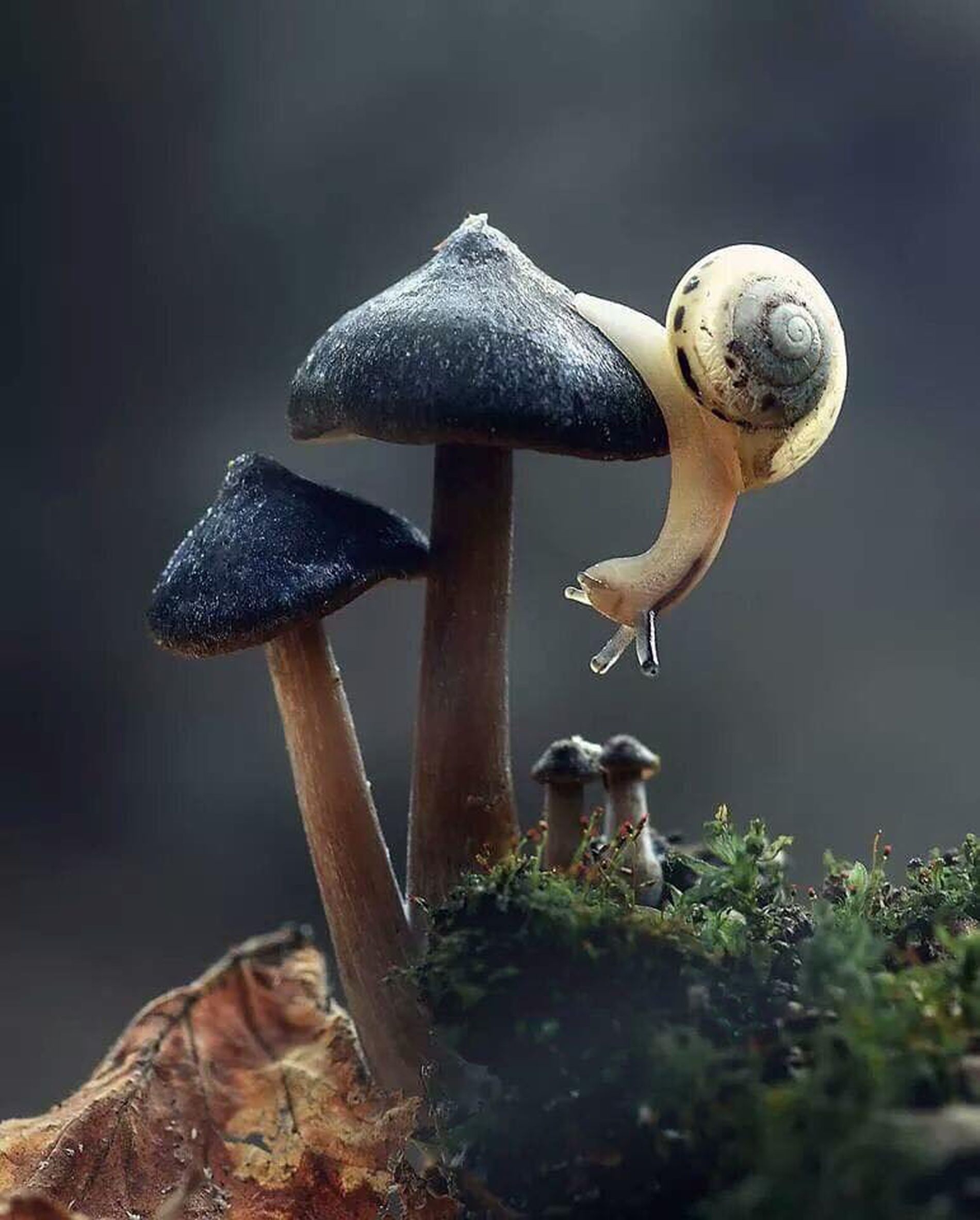 1900x2370 Mushroom Wallpaper, Phone