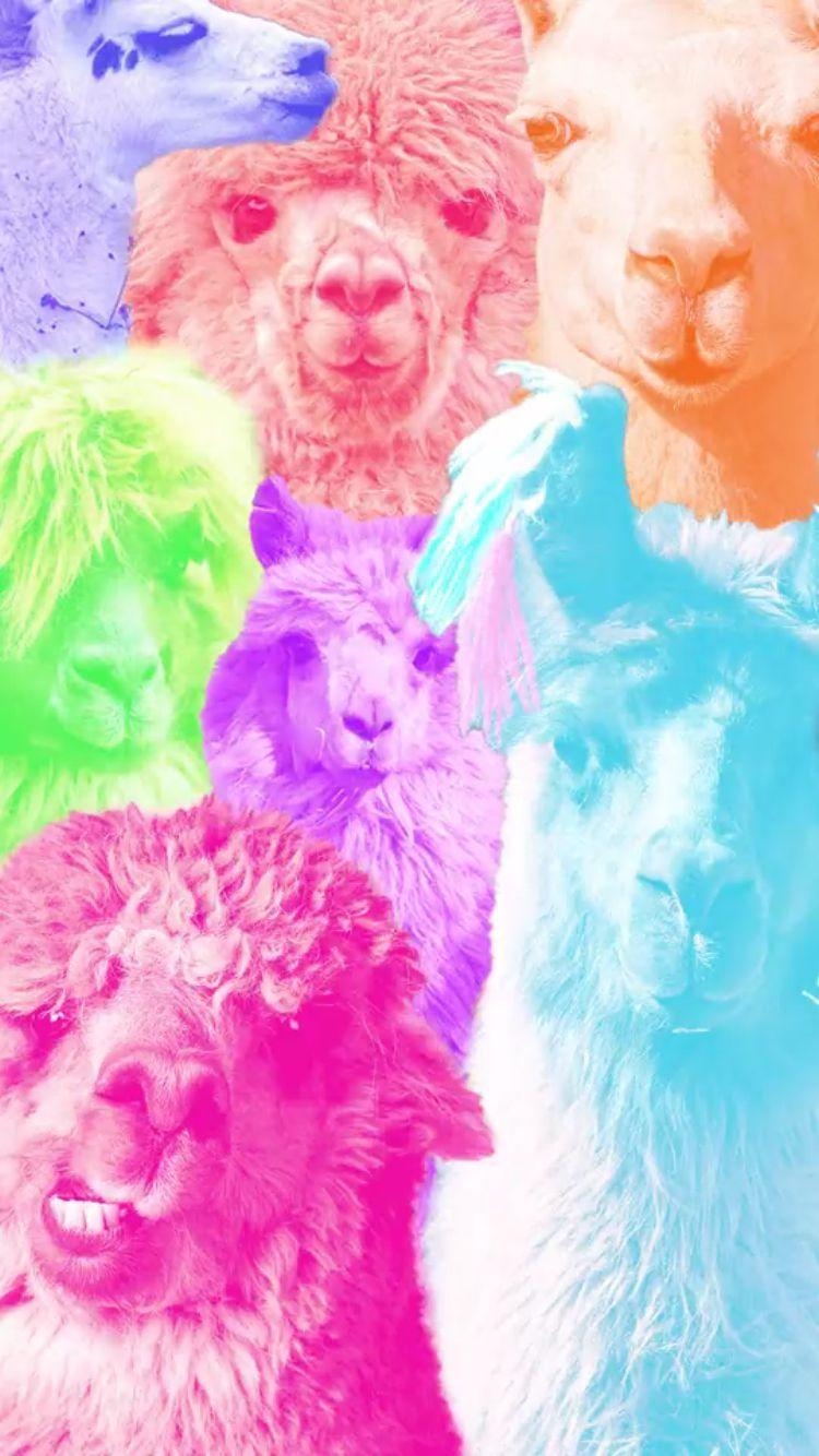 750x1340 Llama background. llamas. iPhone wallpaper, Phone