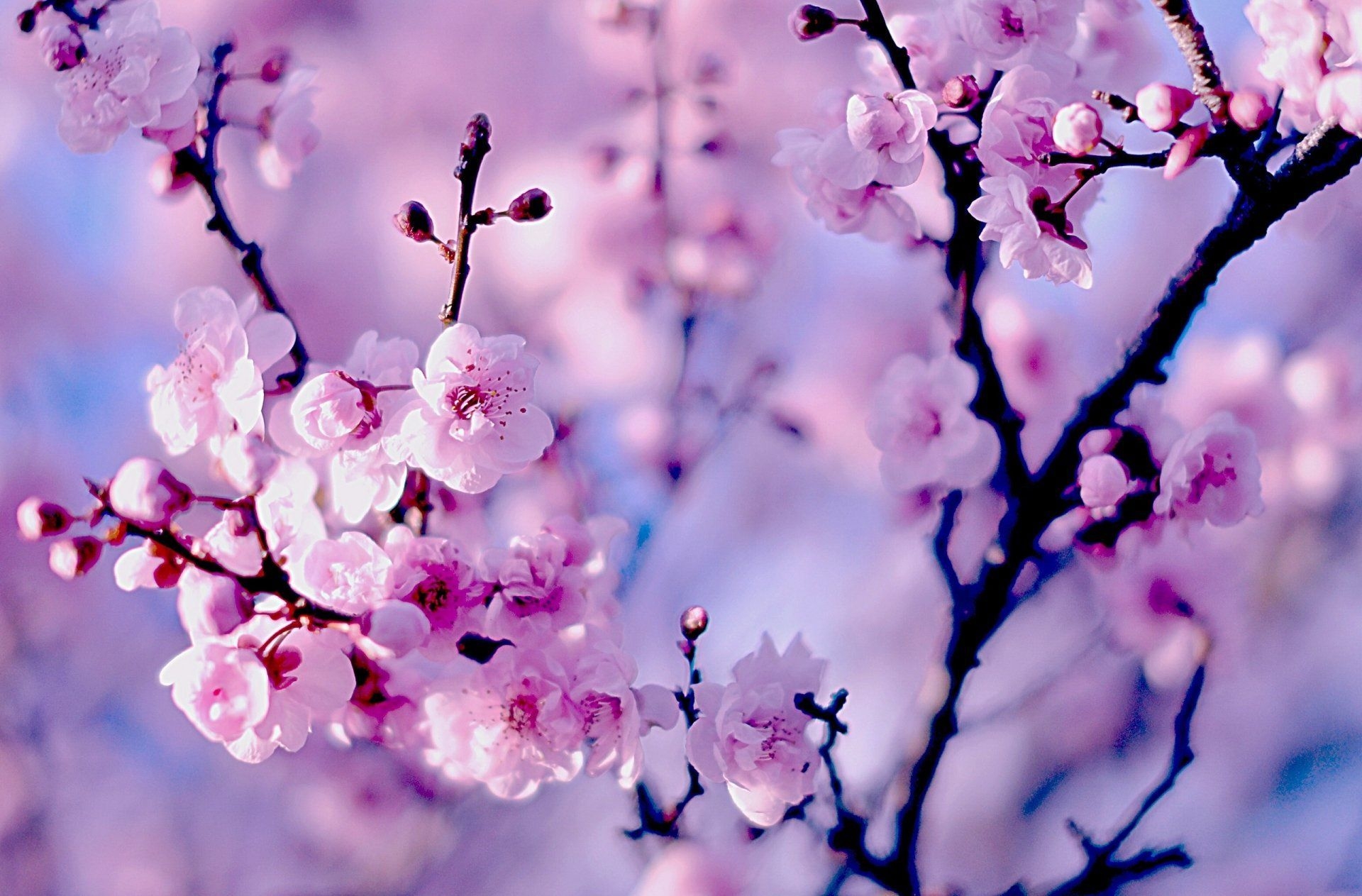 1920x1270 Pink Cherry Blossom Desktop Wallpaper Free Pink Cherry, Desktop