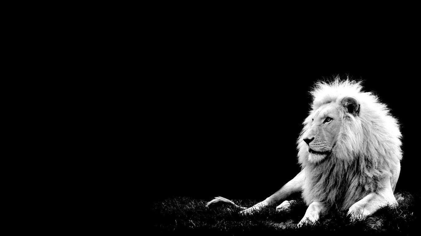 1370x770 White Lion Wallpaper Wallpaper Inn, Desktop