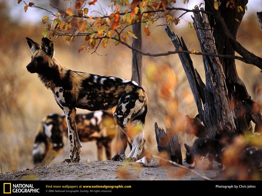 1030x770 African Wild Dog Picture, African Wild Dog Desktop Wallpaper, Free, Desktop