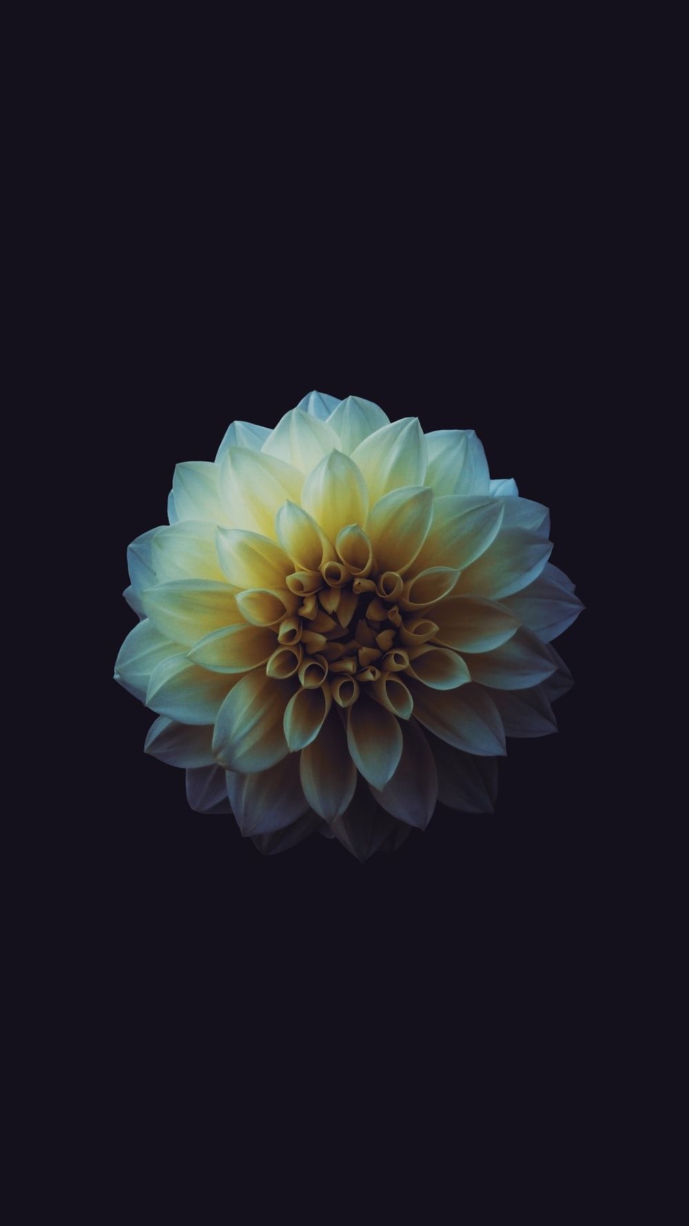 1000x1780 Flowers with Black Background. best free black, flower, petal, and dark photo, Phone