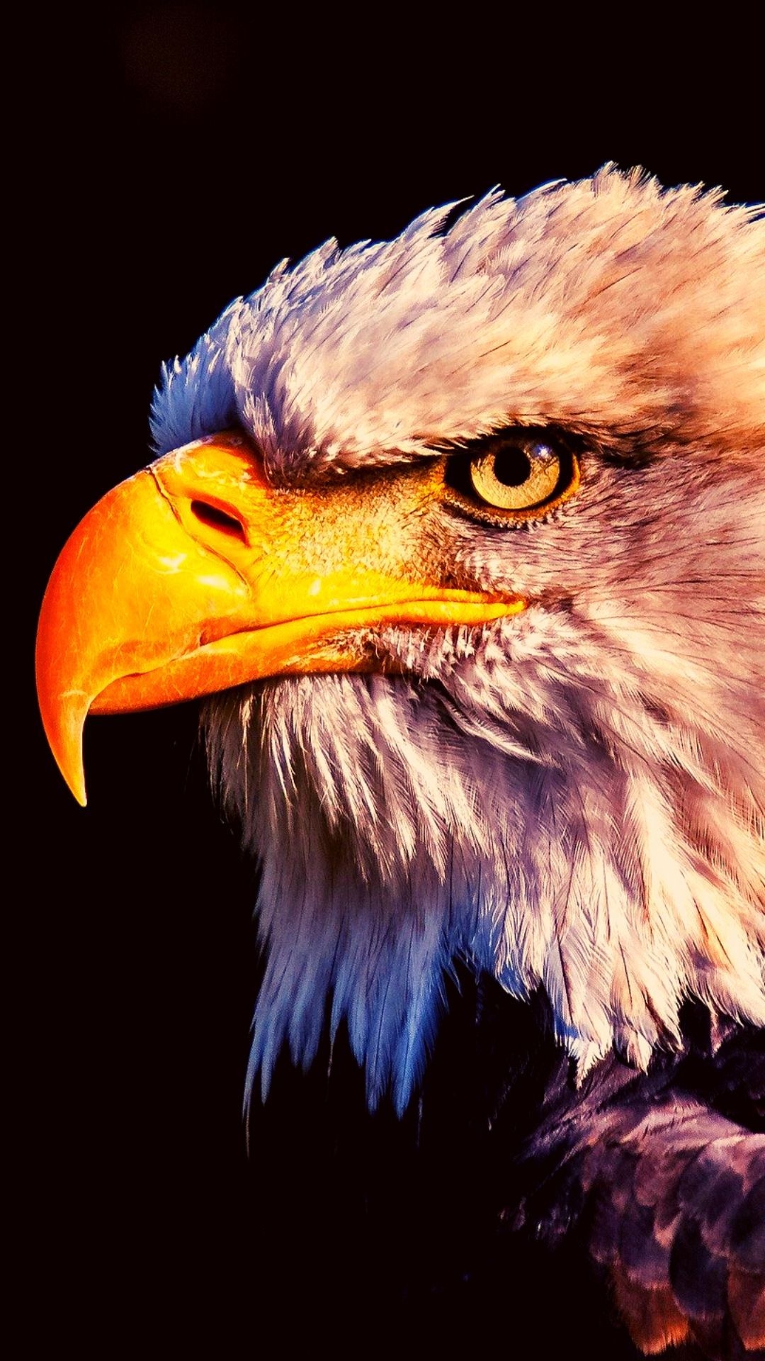 1080x1920 Eagle Wallpaper 4K iPhone Free Download, Phone