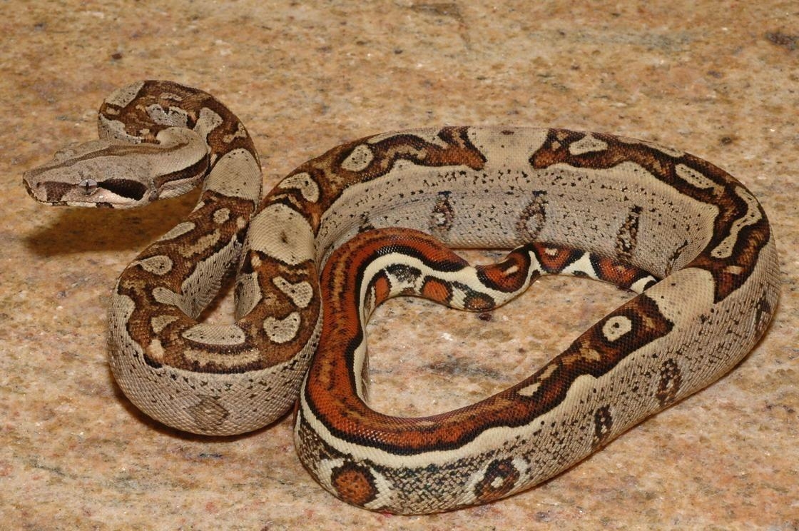 1120x750 Boa constrictor imperator snake. Ref Snakes. Boa, Desktop