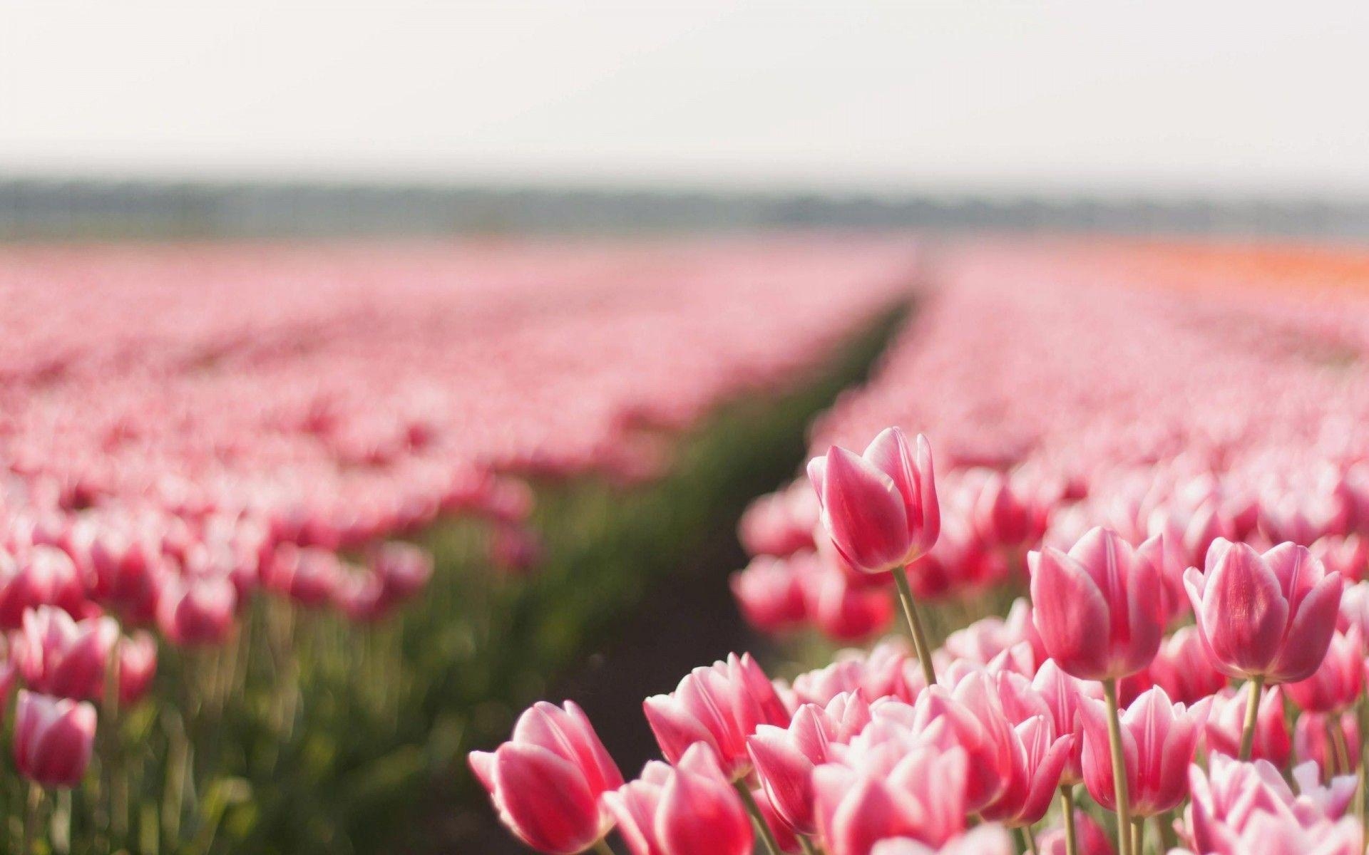 1920x1200 Summer Flowers Tulips, Desktop