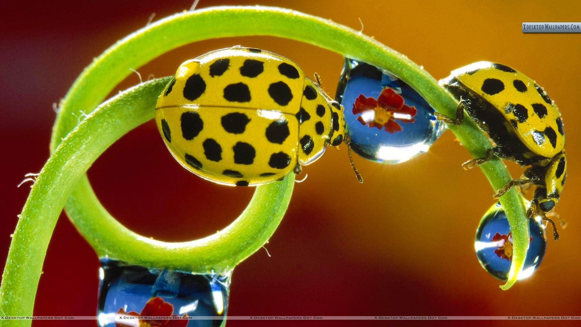 1920x1080 Twenty Two Spotted Ladybird Beetles Wallpaper, Desktop