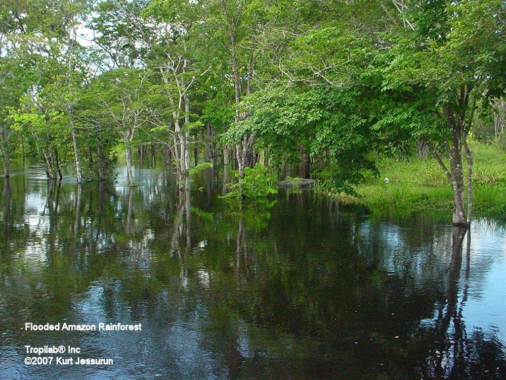 1030x770 wallpaper image amazon rainforest, Desktop