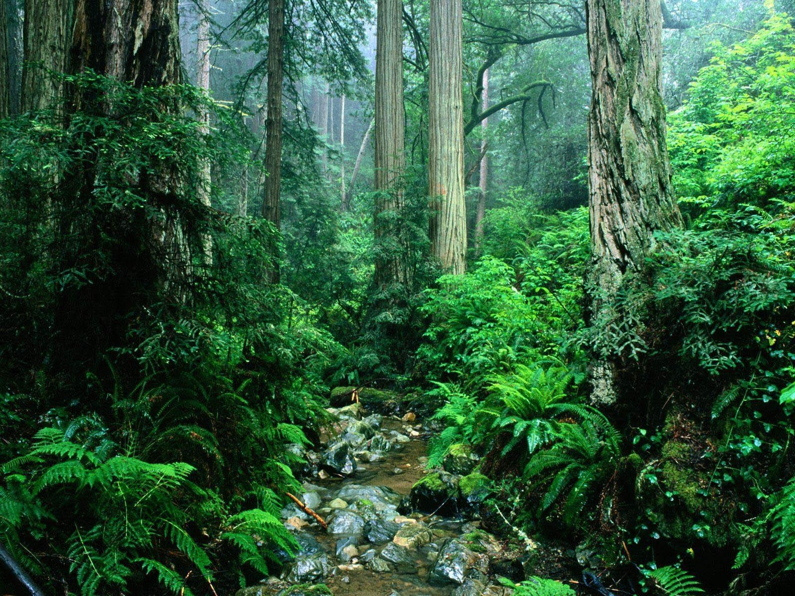 1600x1200 Amazon Rainforest New HD Desktop Wallpaper. iWallDesk, Desktop