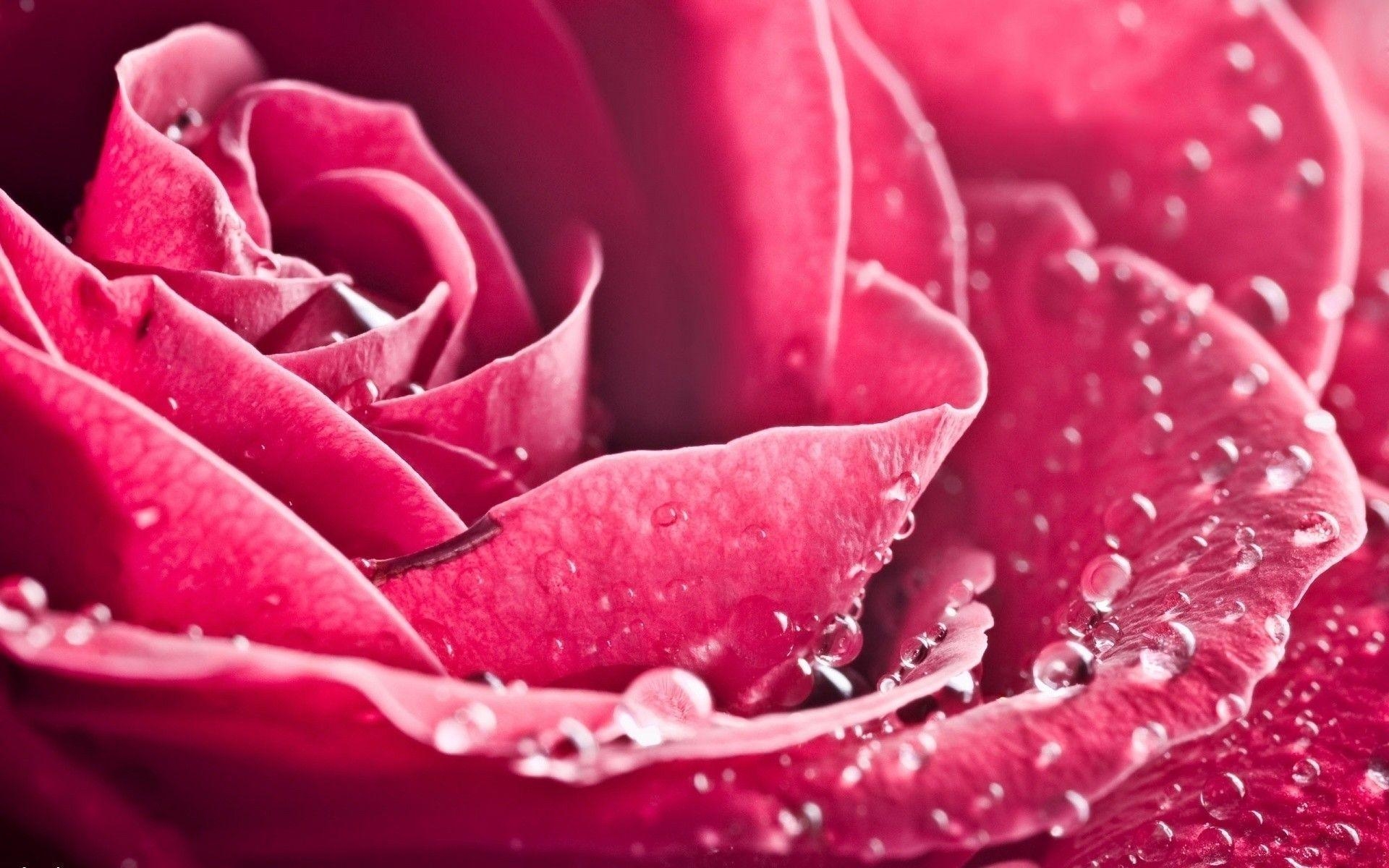 1920x1200 nature flowers pink water drops HD Wallpaper. vergapipe, Desktop