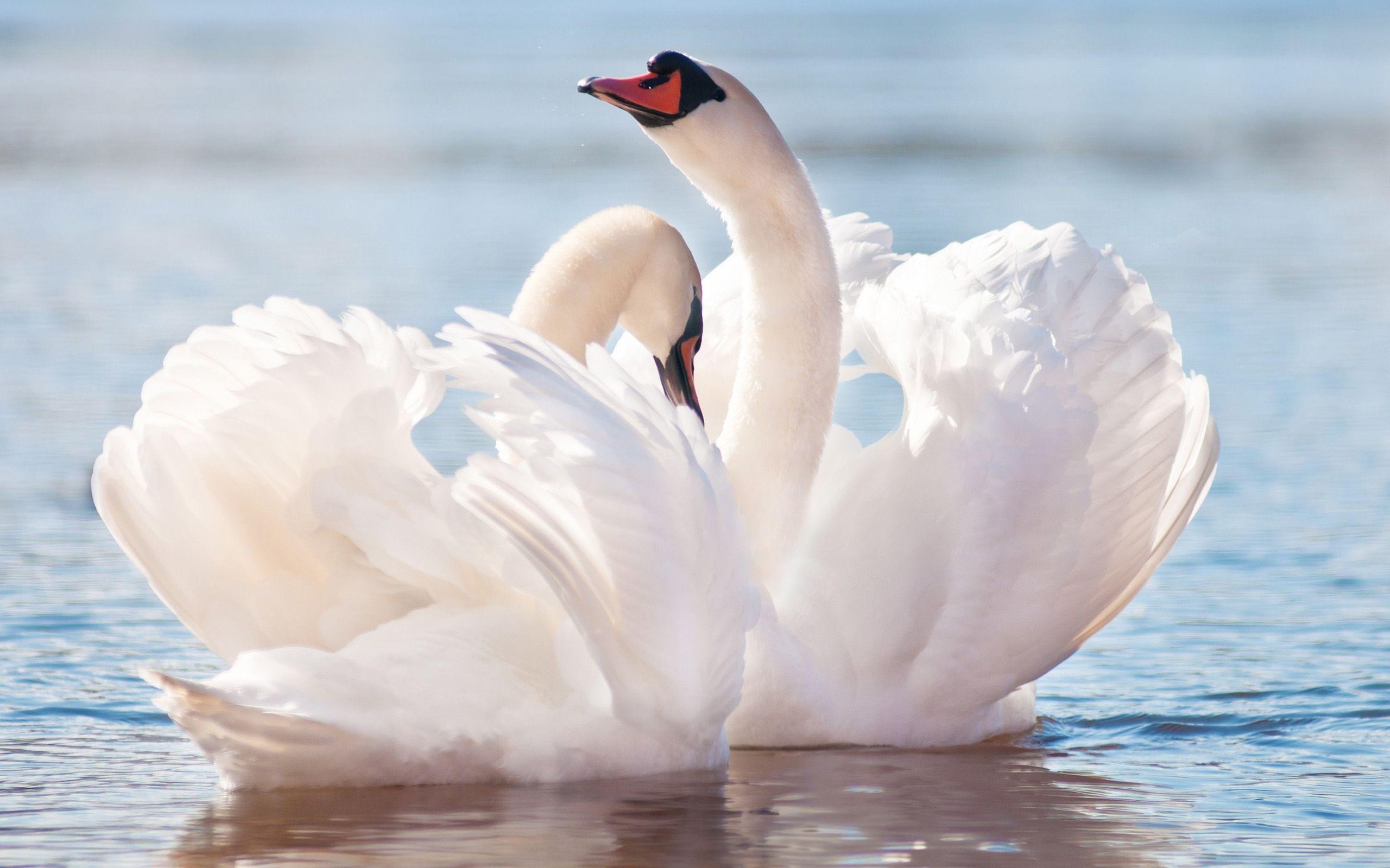 2560x1600 Mute Swan Computer Wallpaper, Desktop Background  Id, Desktop