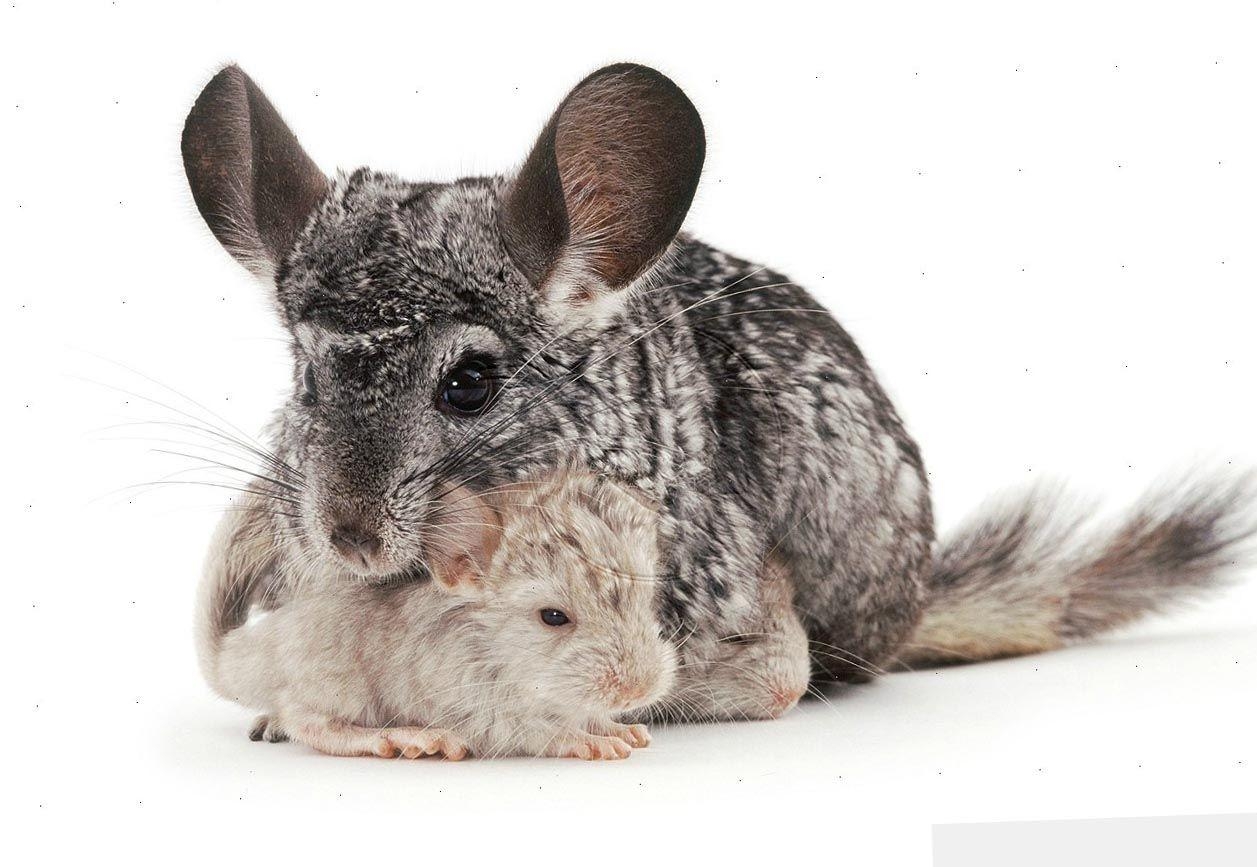 1260x870 Chinchilla (Chinchilla Lanigera) With Babies Wallpaper, Desktop