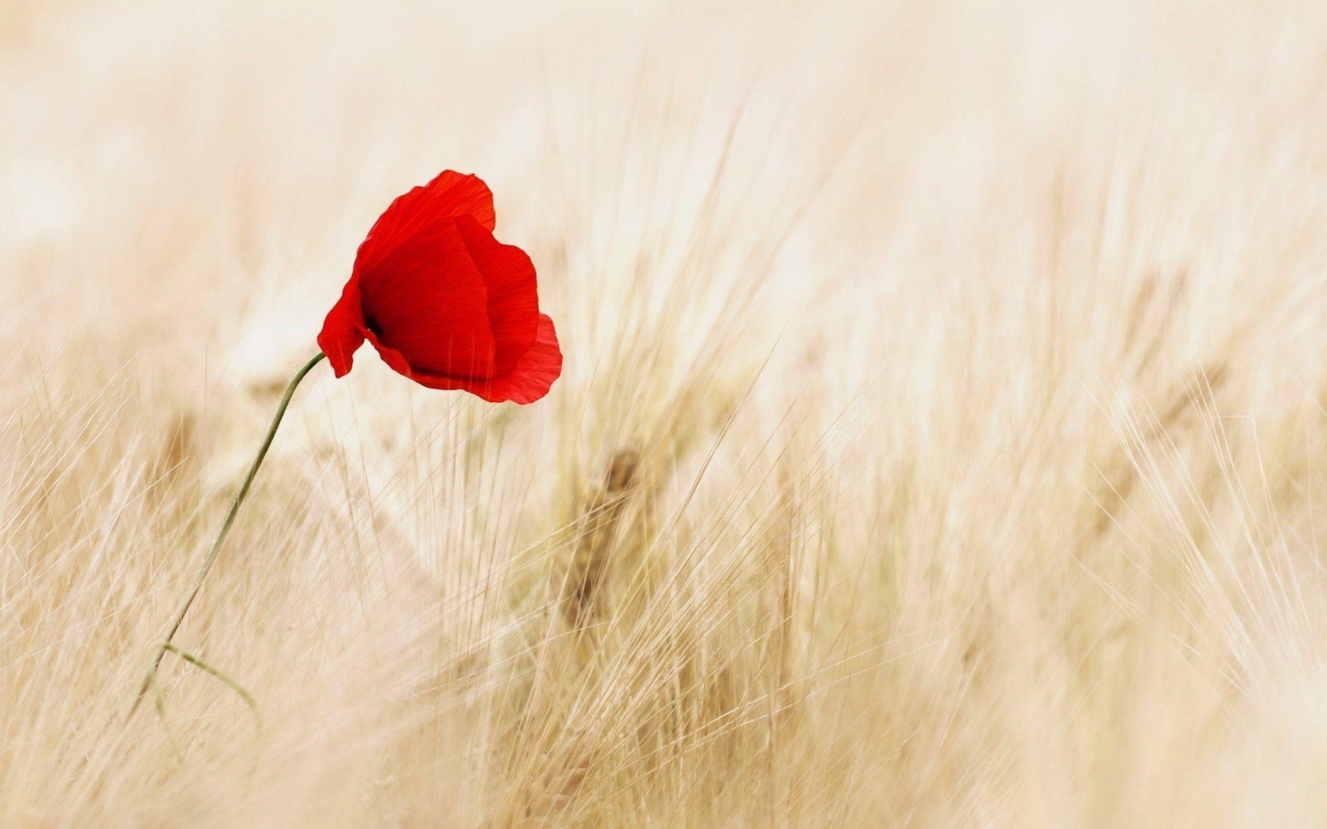 1920x1200 Wheat Field Poppy Flower HD Wallpaper, Desktop