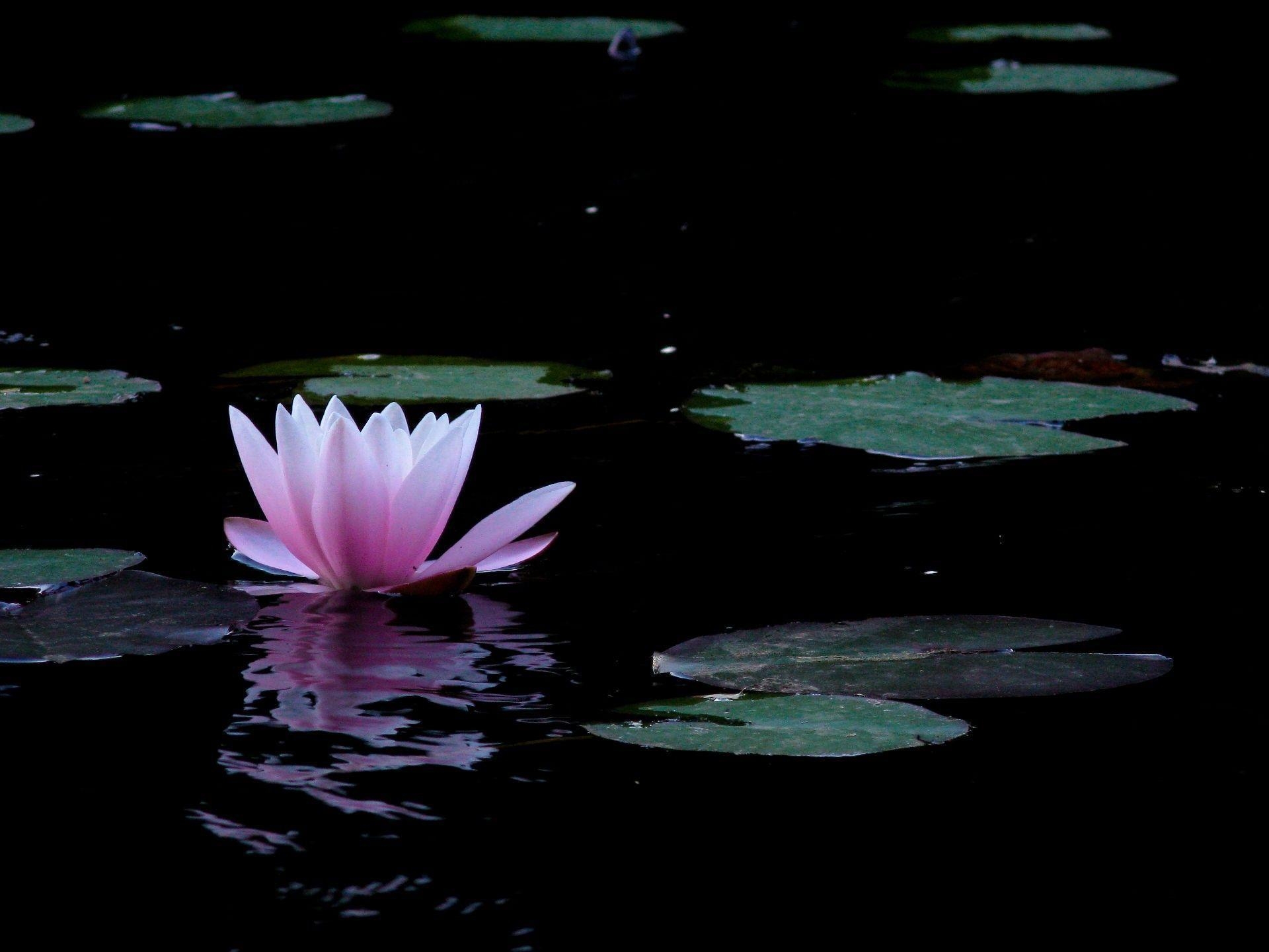 1920x1440 Lotus Flower Wallpaper 48 Wallpaper. Cariwall, Desktop