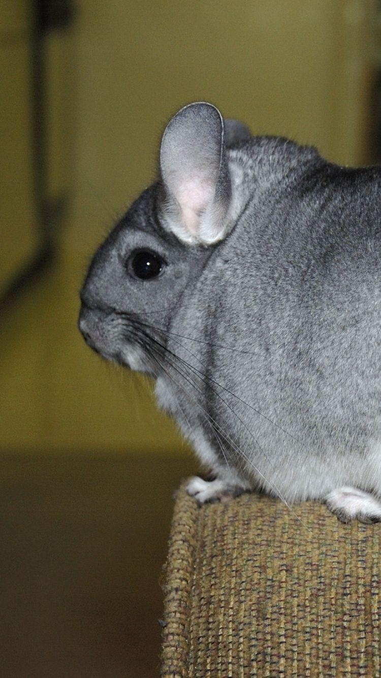 750x1340 Download Wallpaper  Chinchilla, Tail, Fur, Beautiful, Cute, Phone