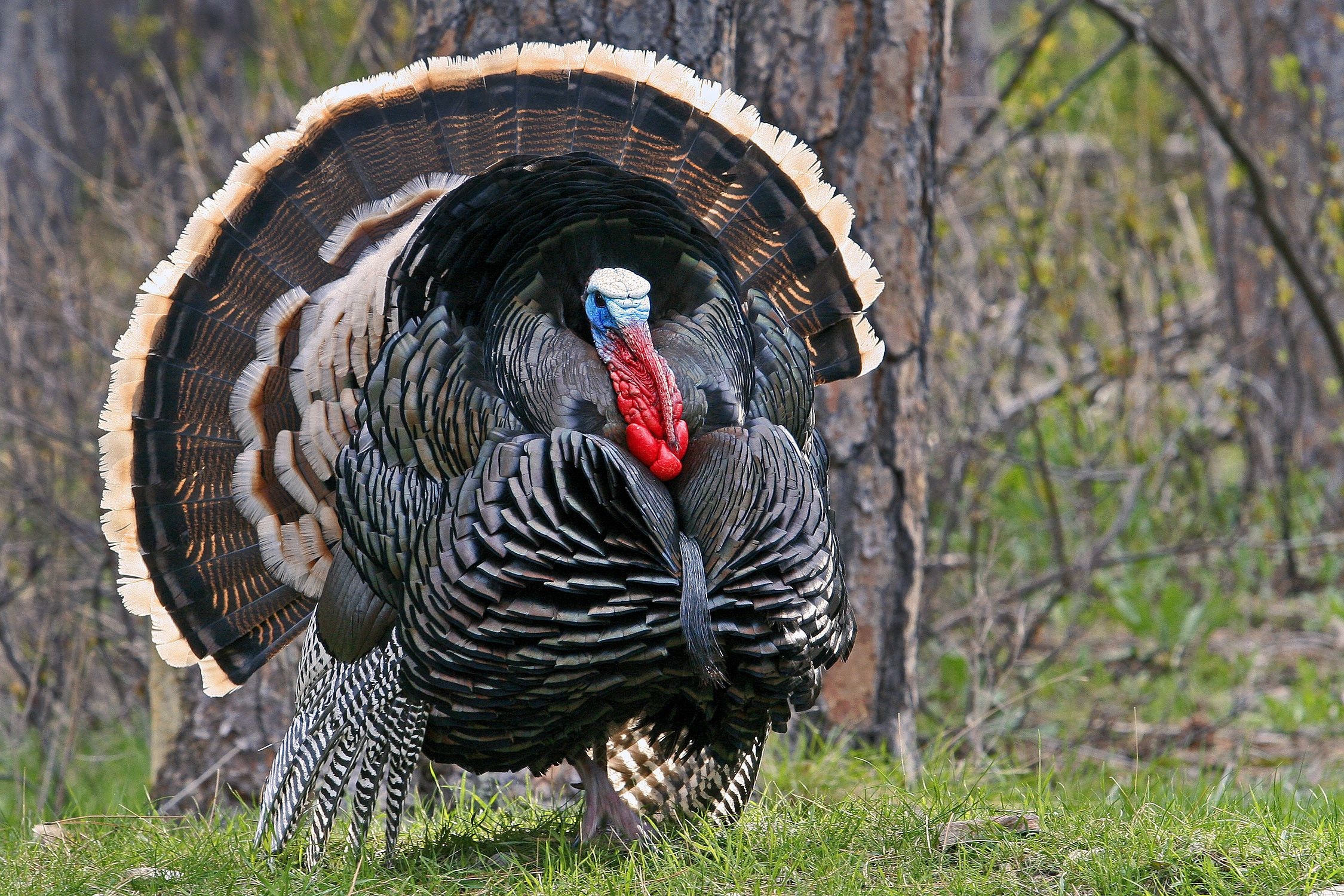 2250x1500 Wild Turkey Wallpaper, Desktop