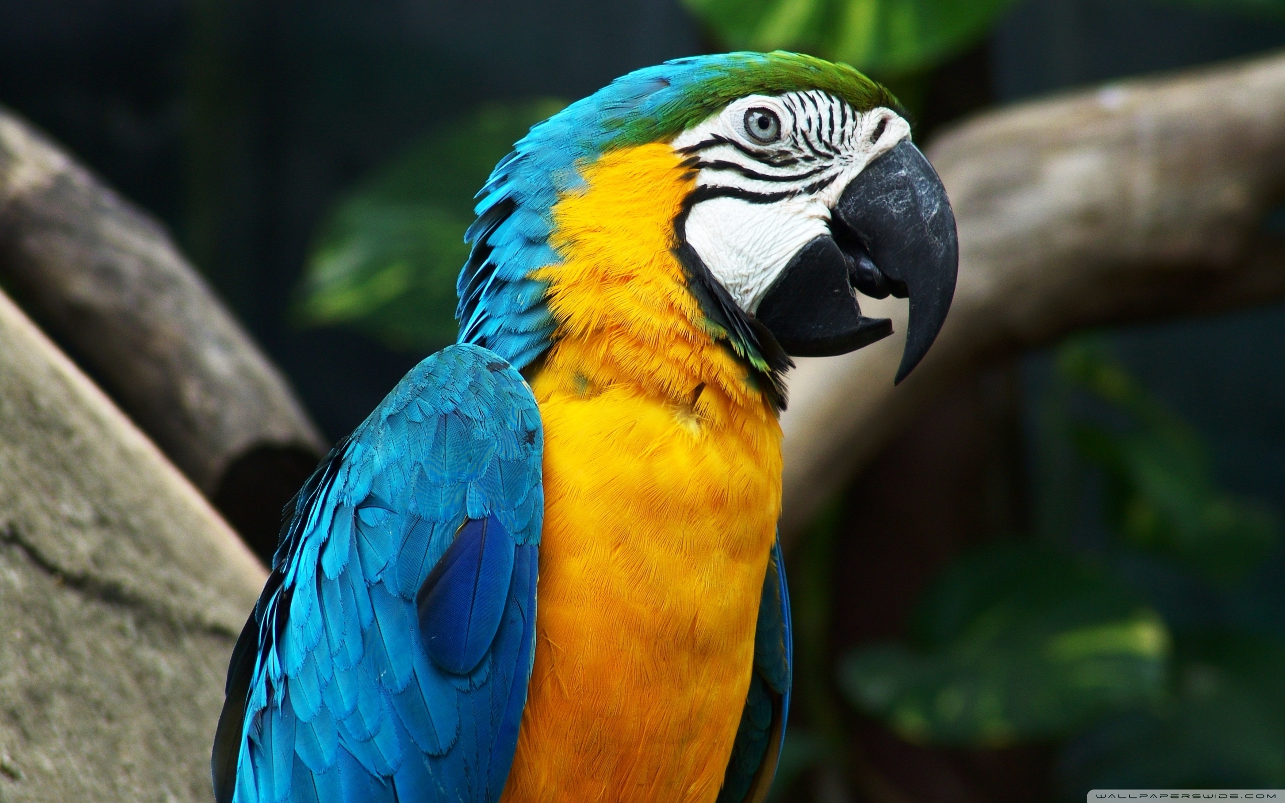 2560x1600 Blue And Yellow Macaw ❤ 4K HD Desktop Wallpaper For 4K Ultra HD TV, Desktop