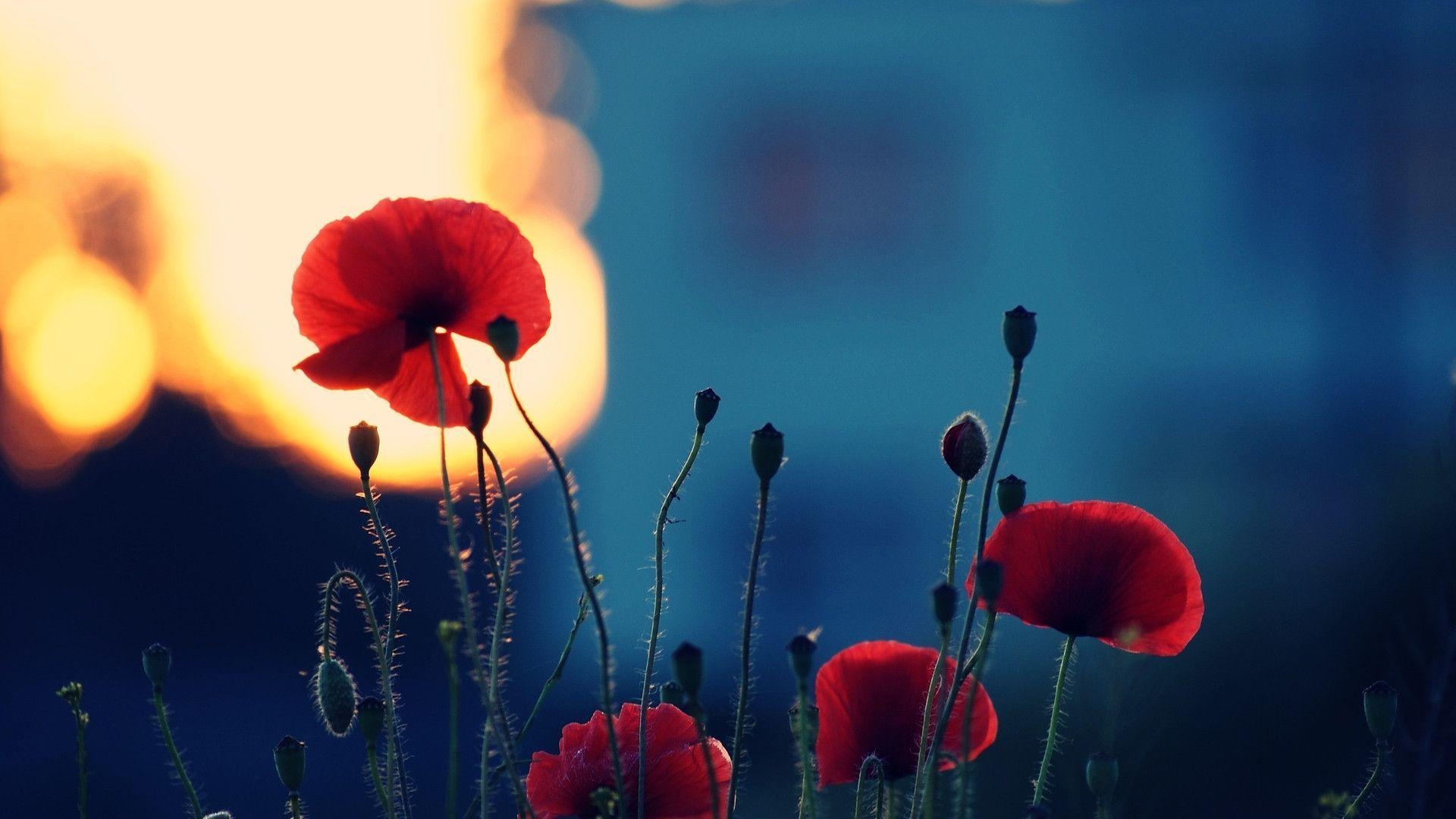 1920x1080 Poppy Flower Desktop Wallpaper. Poppy Flower Picture. Cool, Desktop