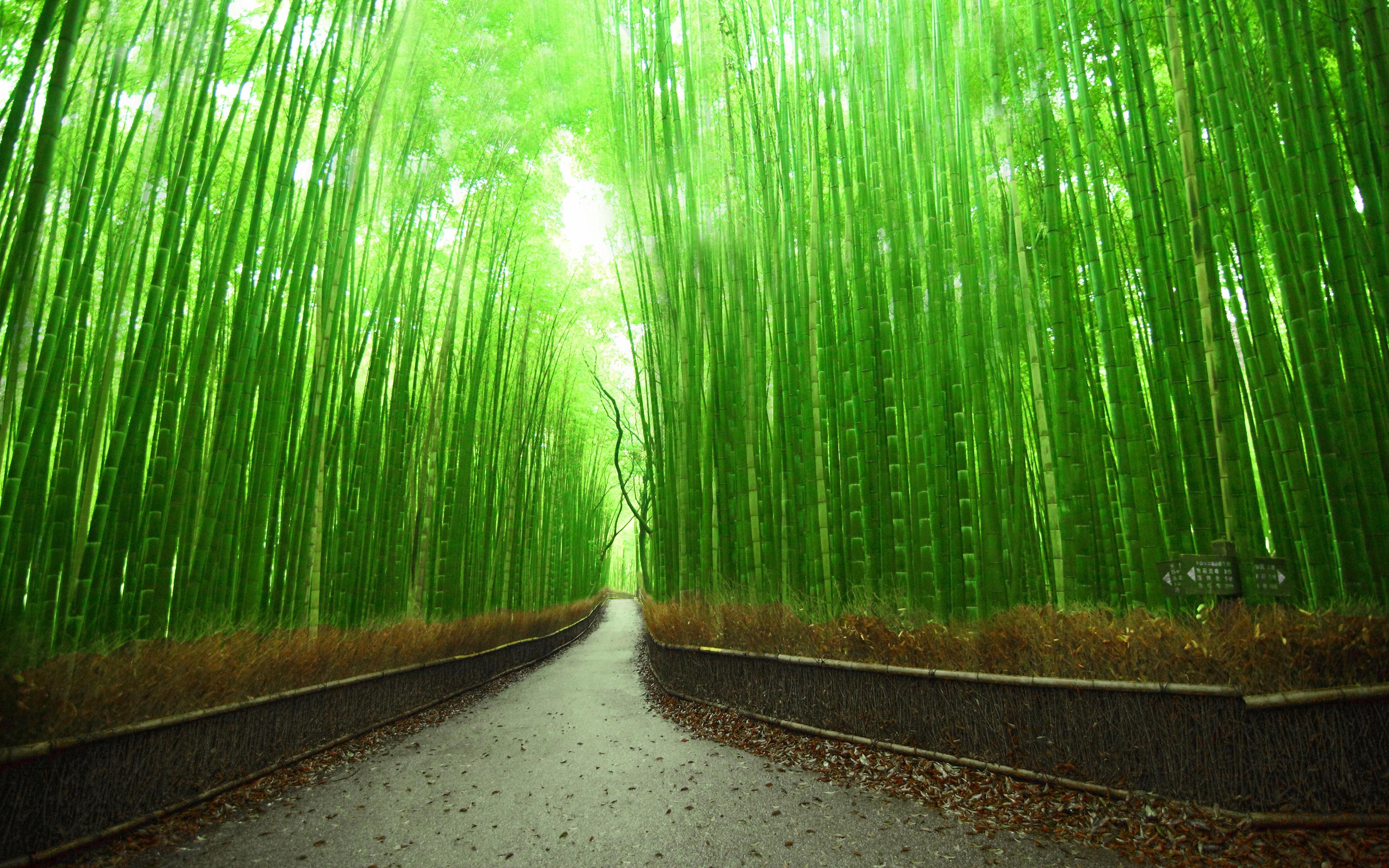 3840x2400 Bamboo Forest Wallpaper for Home, Desktop