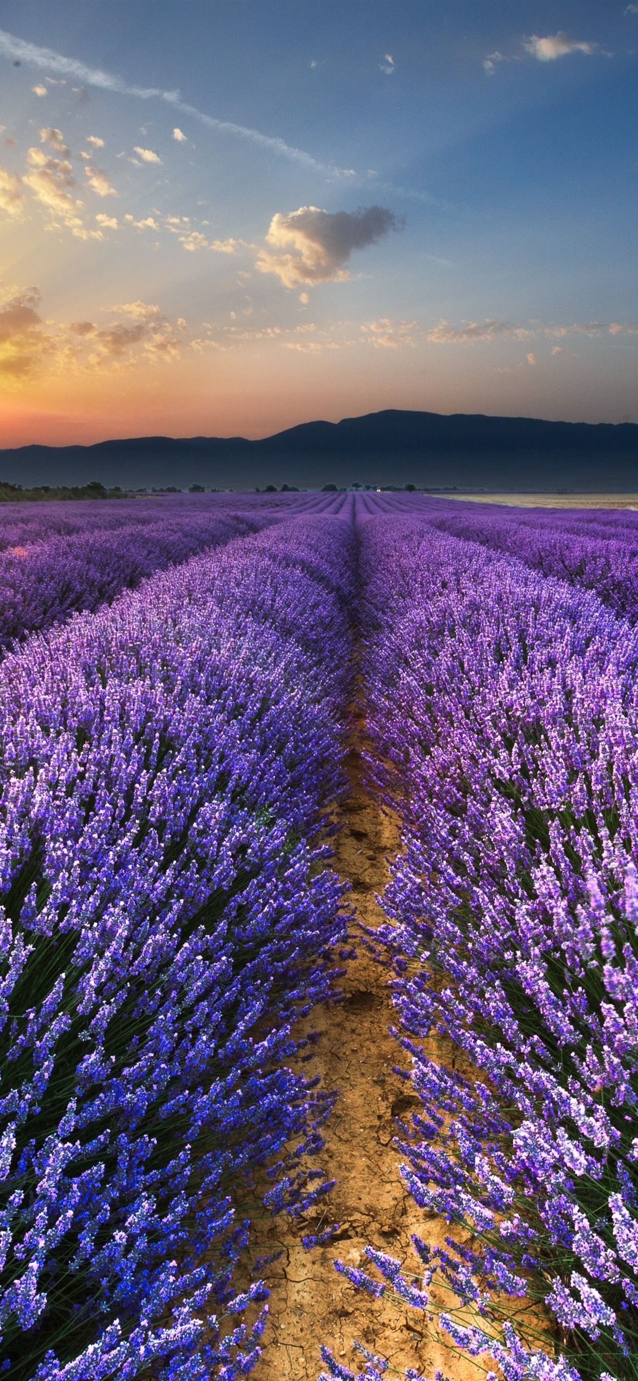 1250x2690 Purple lavender flowers field, sunrise, glare, morning, Phone