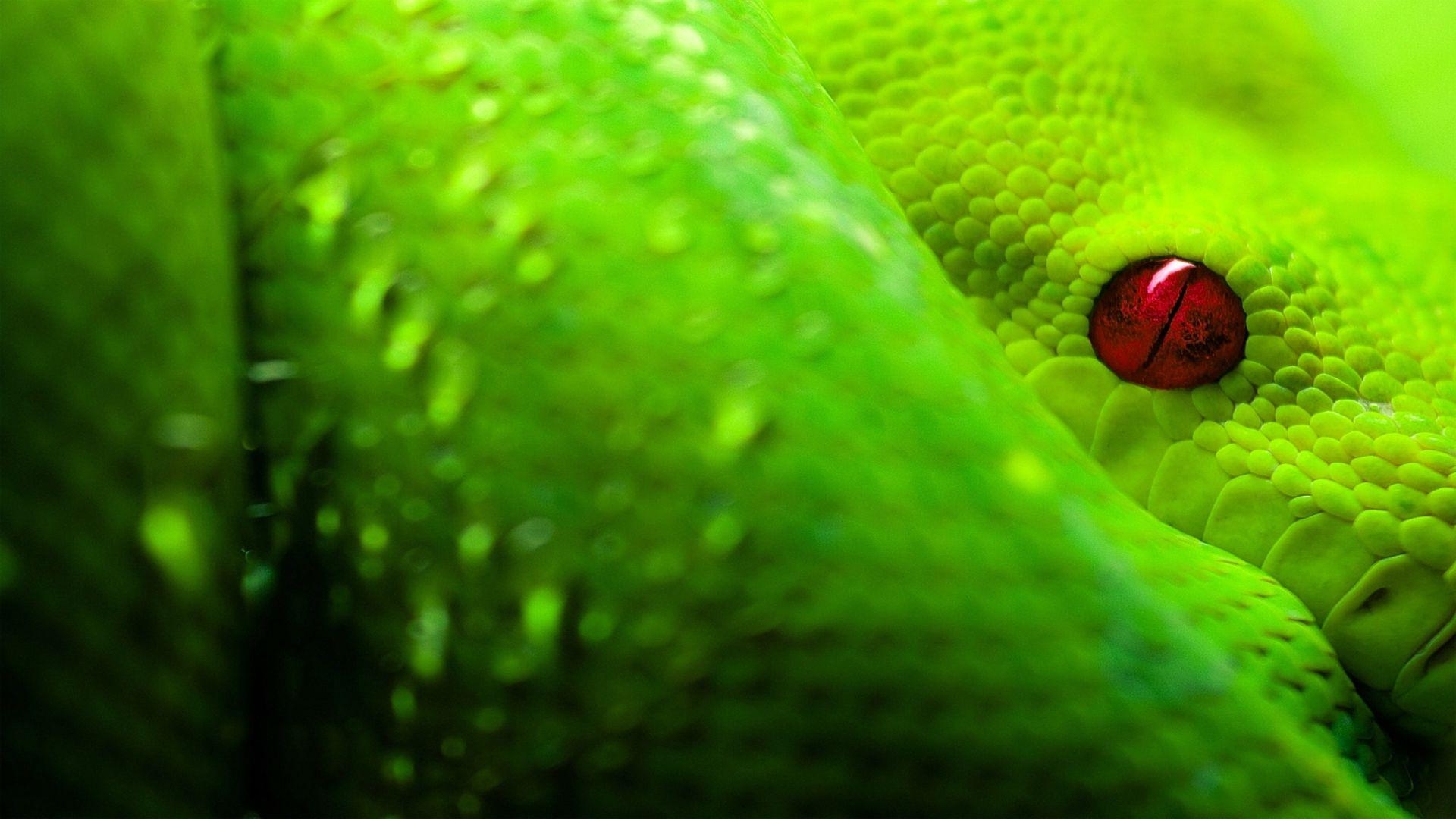 1920x1080 1080p Boa Snake Wallpaper, 41 1080p Boa Snake HD Wallpaper, Desktop