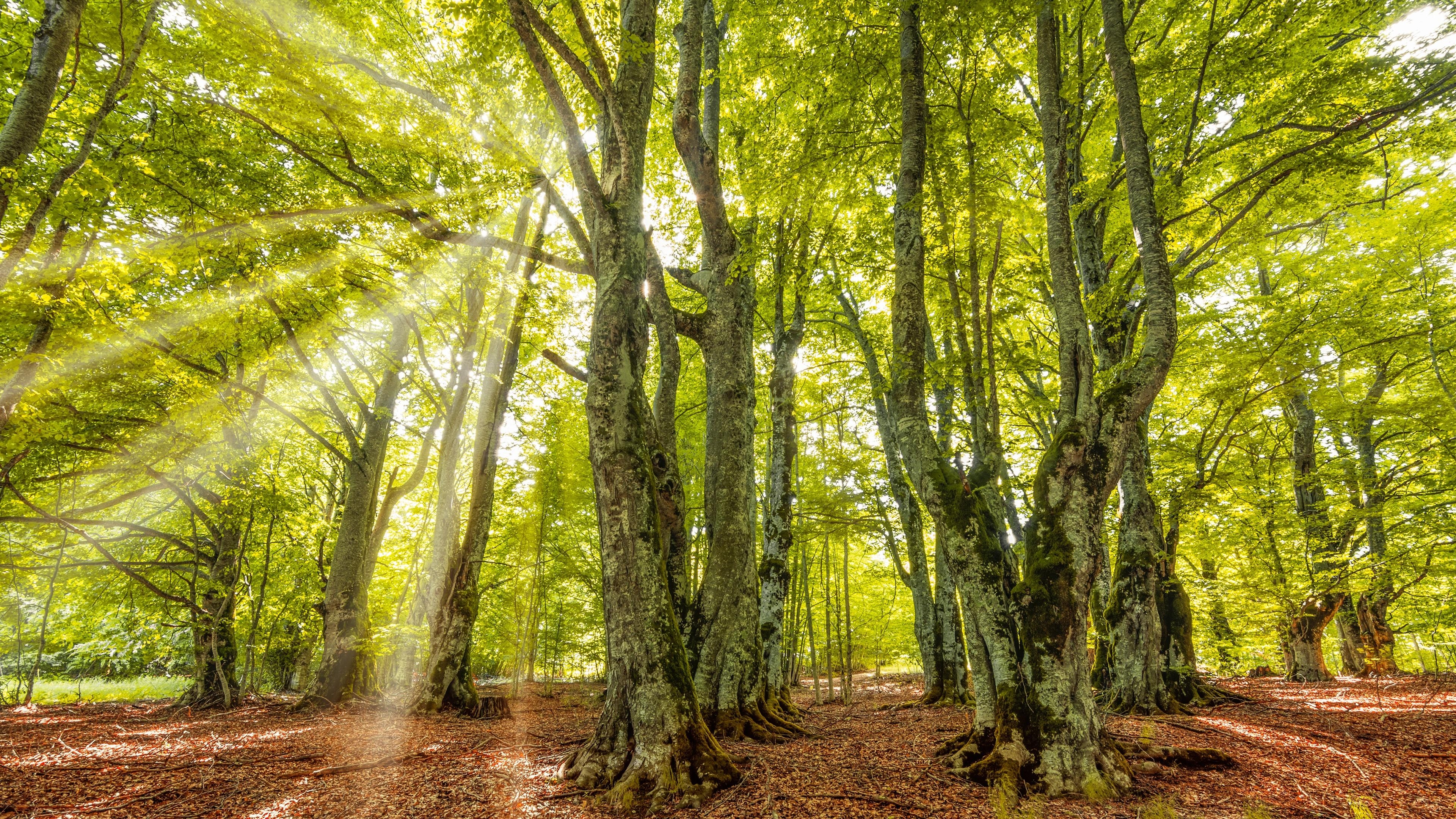 3840x2160 Rays of Sun through Forest Trees 4k Ultra HD Wallpaper, Desktop