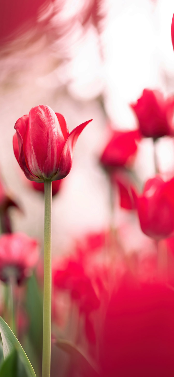 720x1560 Beautiful Field Of Red Tulips 4K Phone, Phone