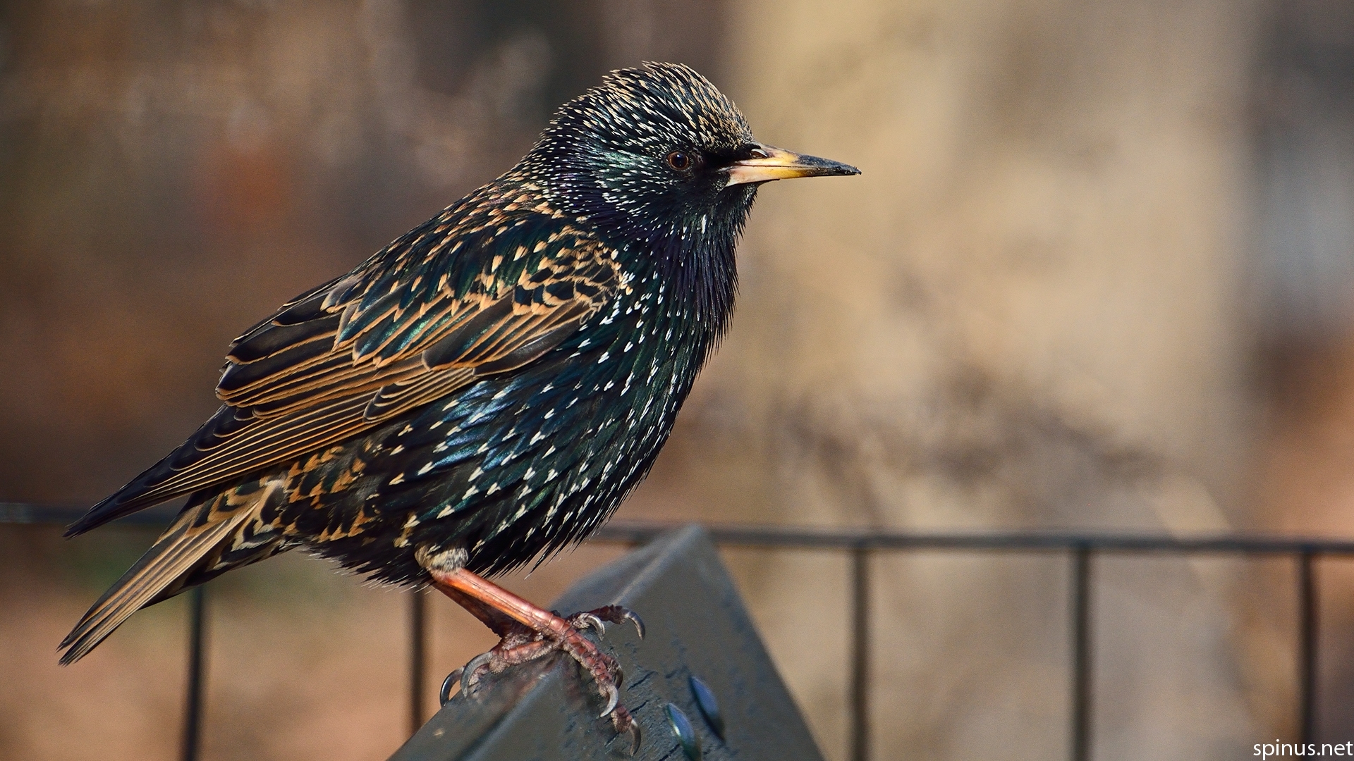 1920x1080 starling background HD. starling. Tokkoro.com, Desktop