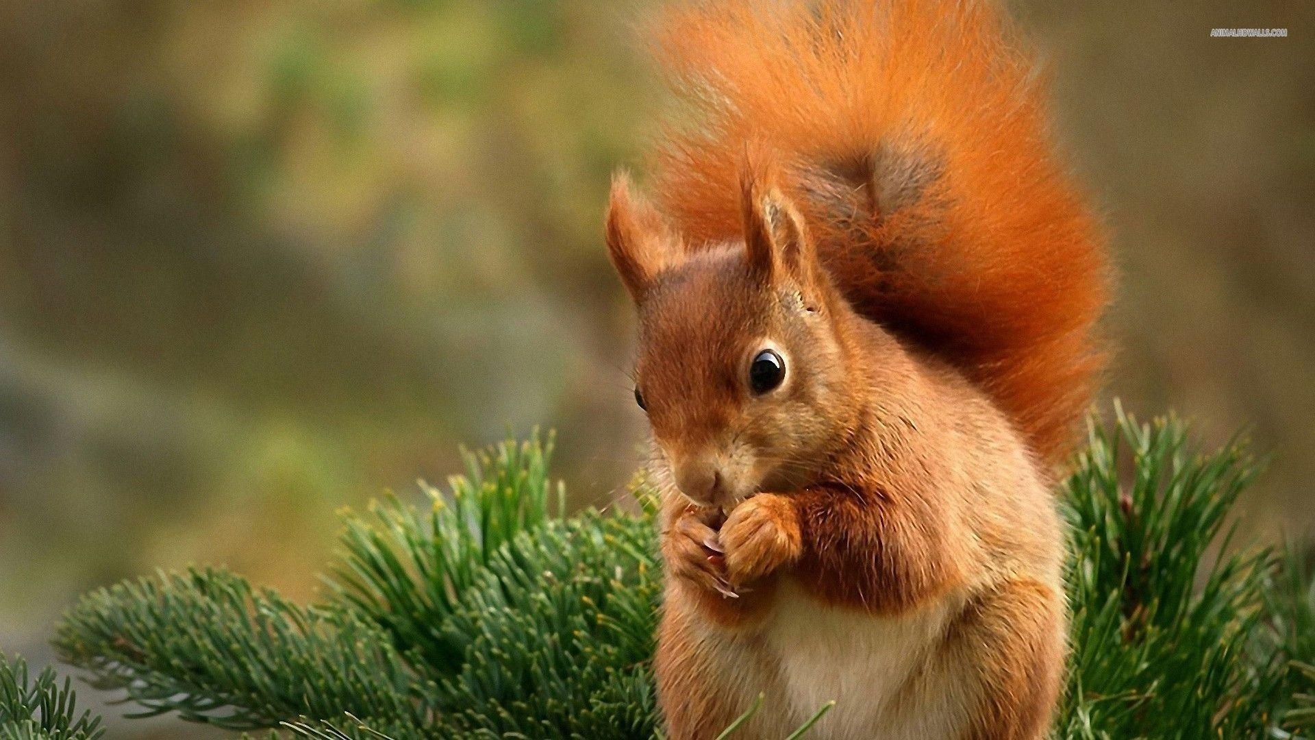 1920x1080 Squirrel wallpaper #, Desktop