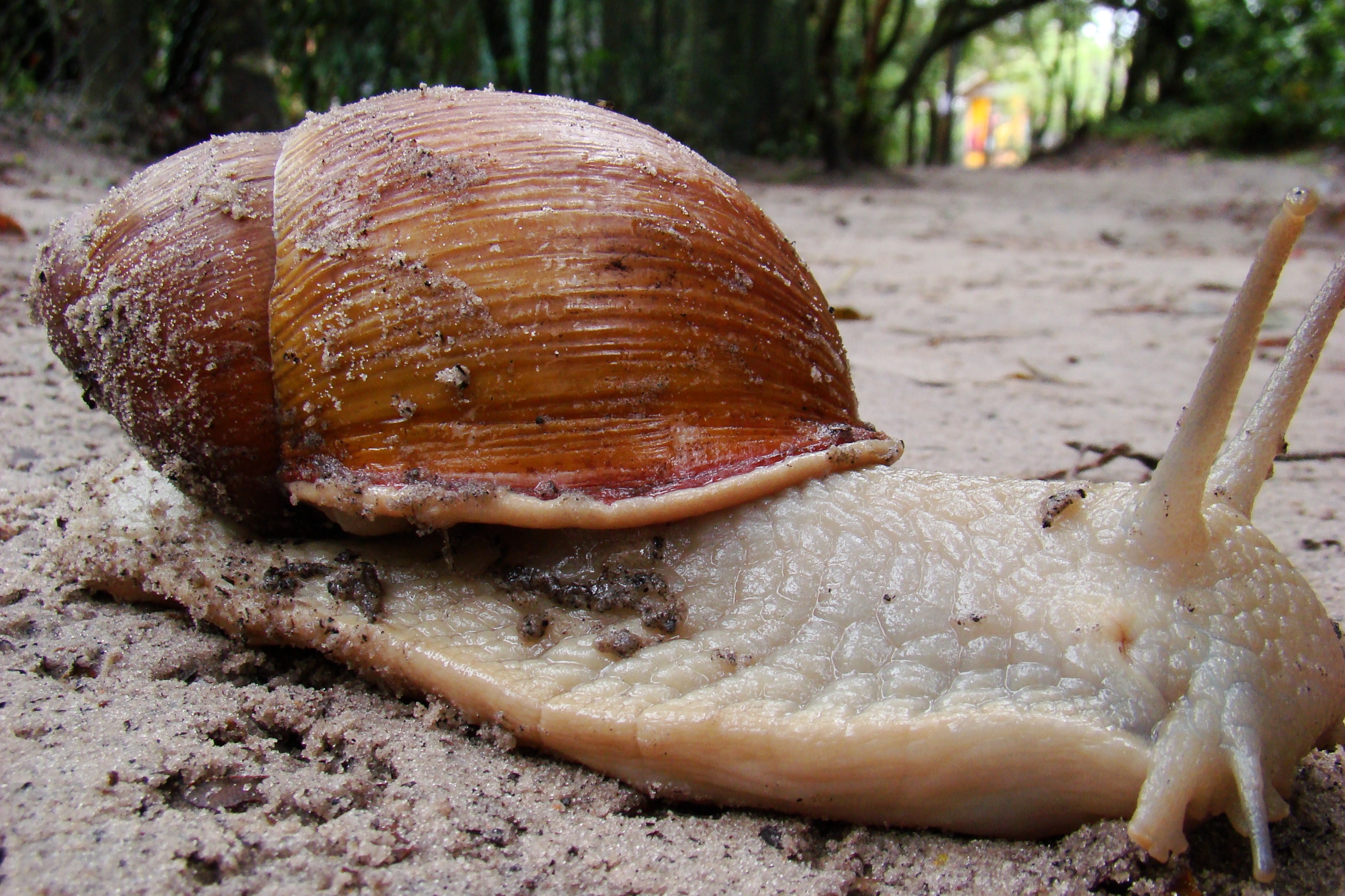 3270x2180 Free of garden snail, gigant, snail, Desktop