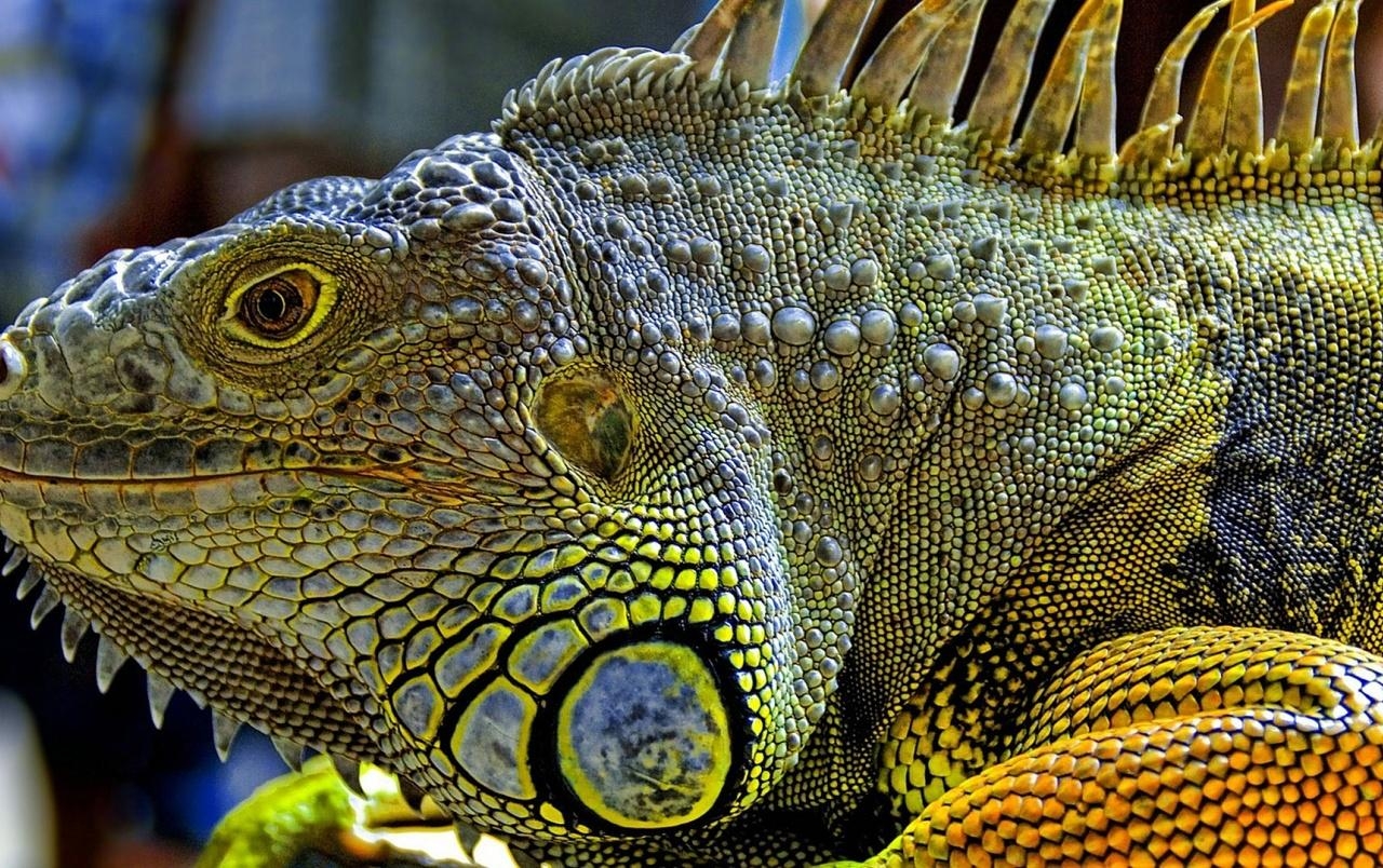 1280x810 Iguana wallpaper. Iguana, Desktop