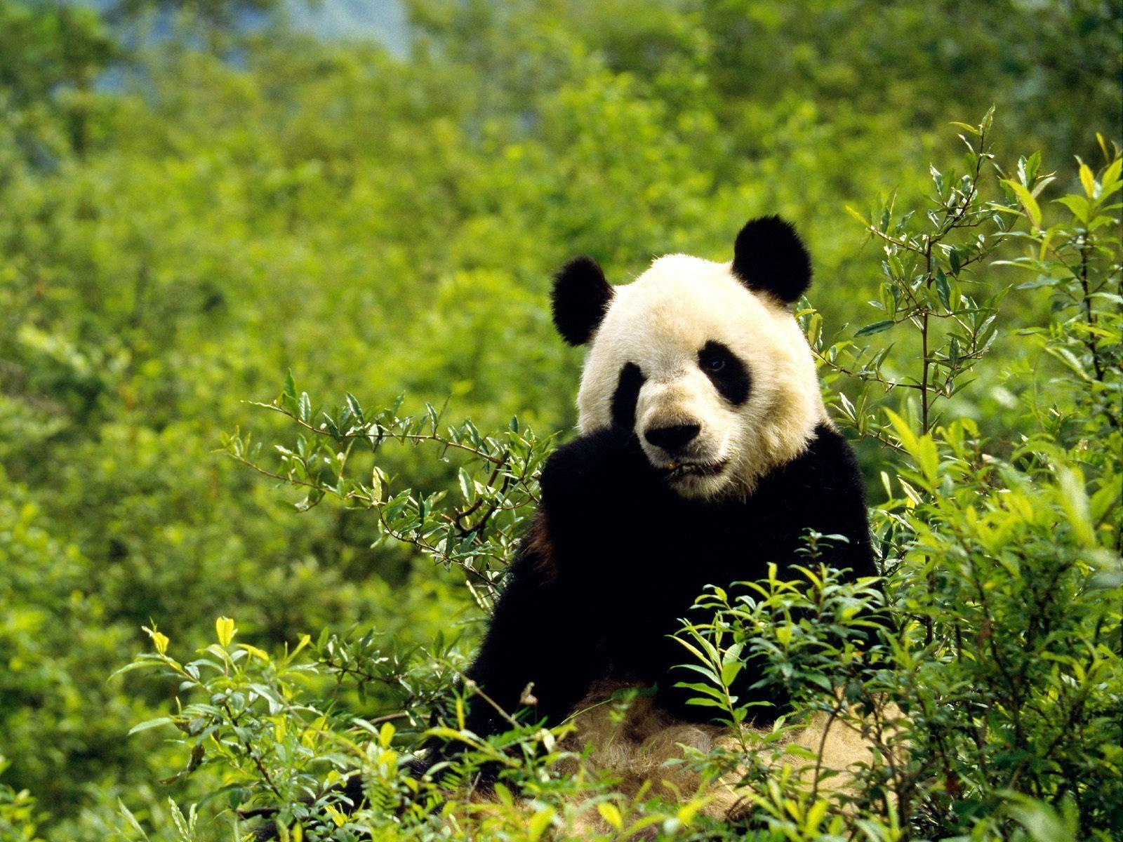 1600x1200 Giant Panda HD Wallpaper Wallpaper Inn, Desktop