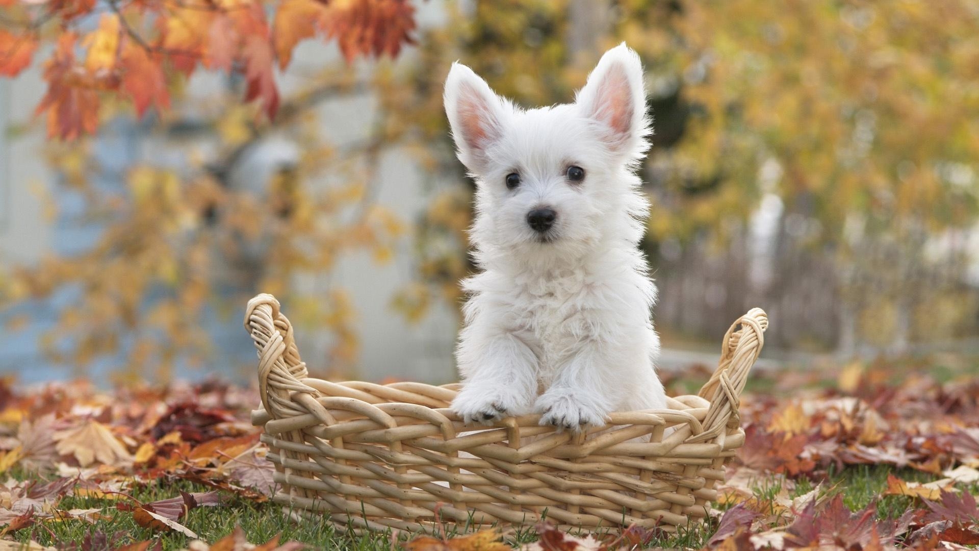 1920x1080 Fluffy White Dog HD Wallpaperx1080, Desktop