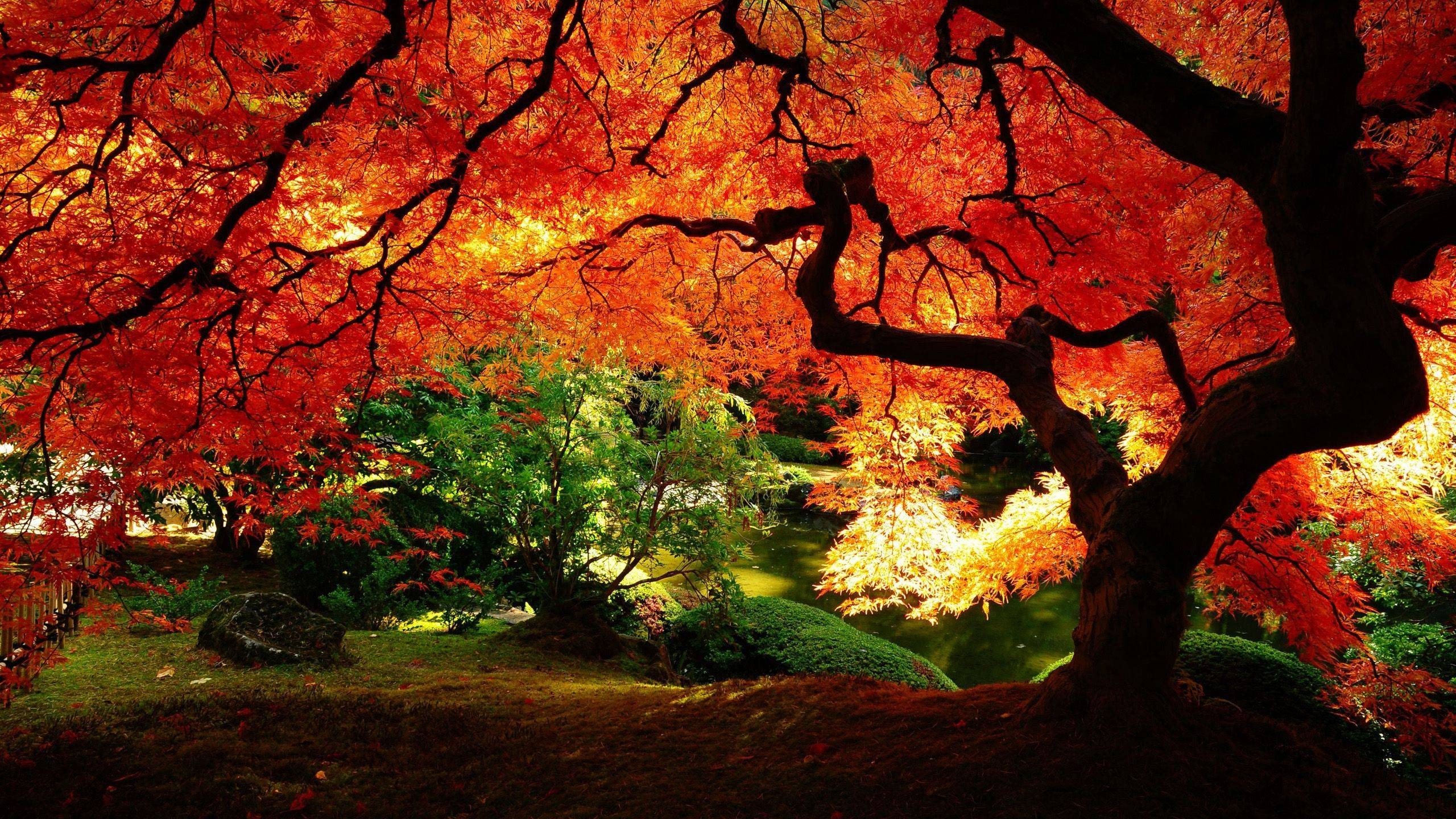 2560x1440 Beautiful Autumn HD Wallpaper Wallpaper Inn, Desktop