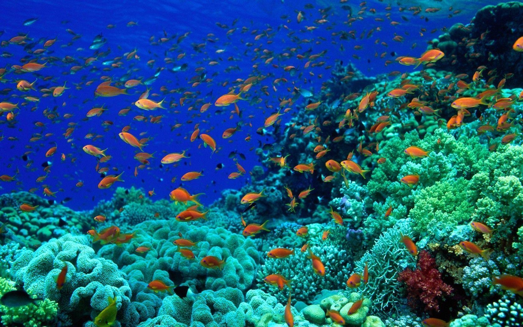 1680x1050 Ocean Floor Coral Image & Picture, Desktop