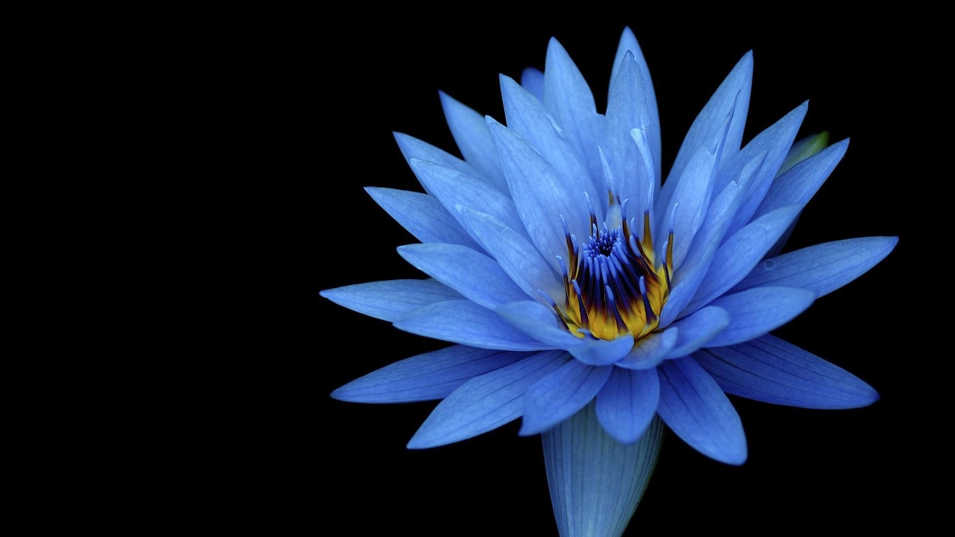 1920x1080 Blue Lotus Flower Wallpaper. Wallpaper Studio 10, Desktop