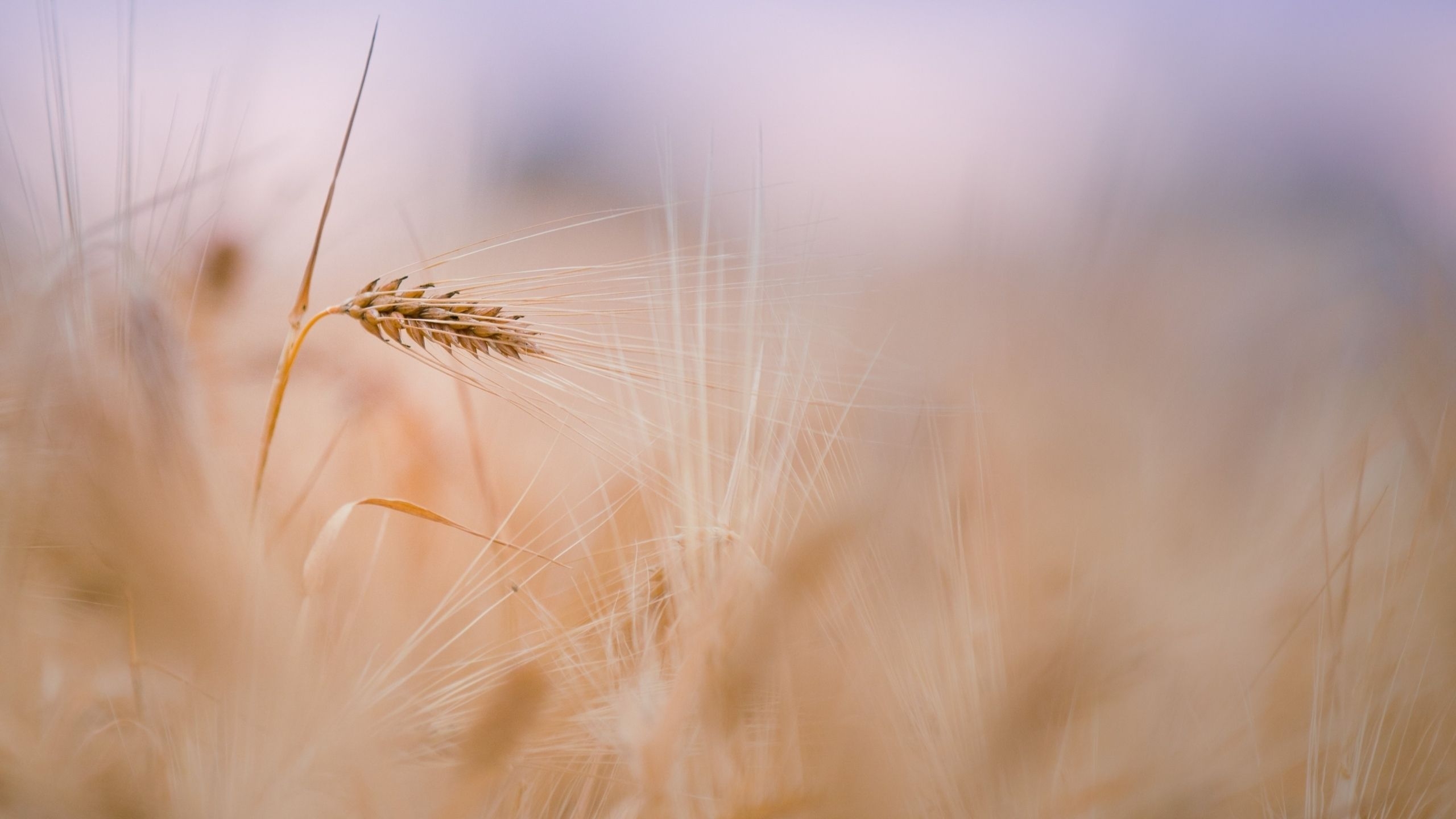 2560x1440 Wheat 4K wallpaper for your desktop or mobile screen free and easy to download, Desktop