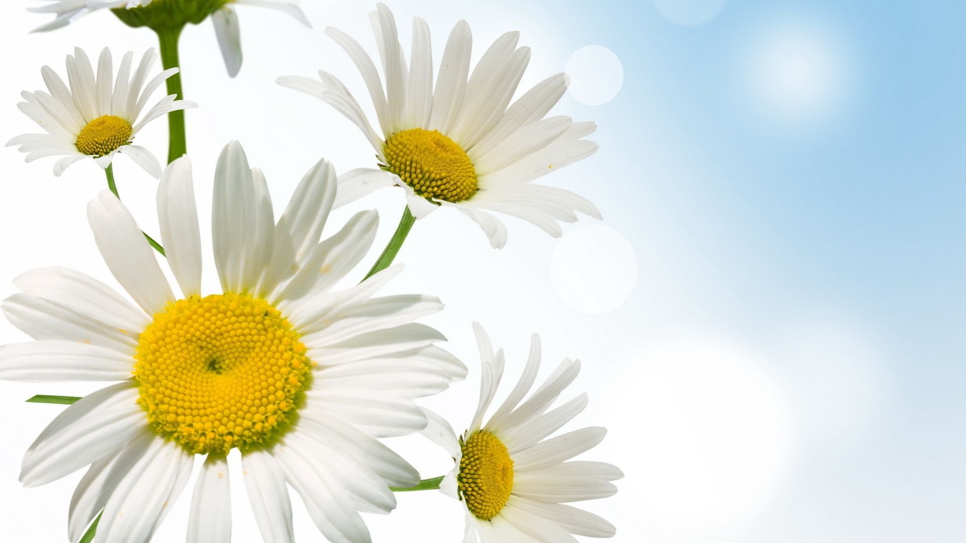 1920x1080 April Showers Bring May Flowers Daisies Download Wallpaper, Desktop