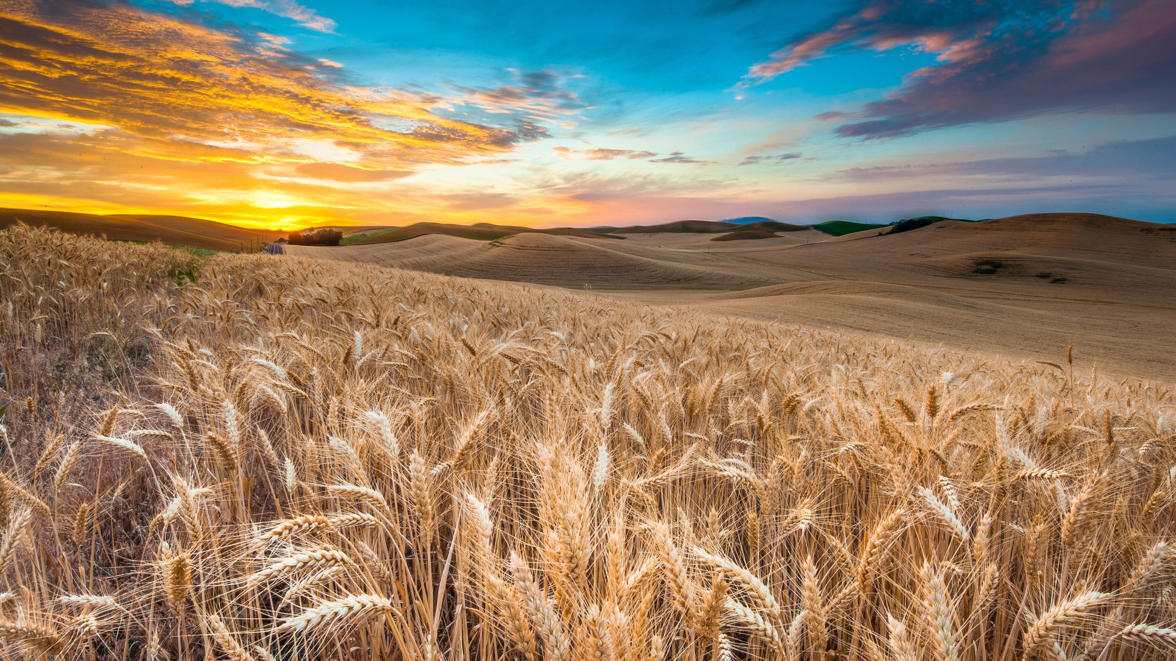 3840x2160 Wallpaper Field, 4k, HD wallpaper, wheat, spikes, sky, clouds, Nature, Desktop