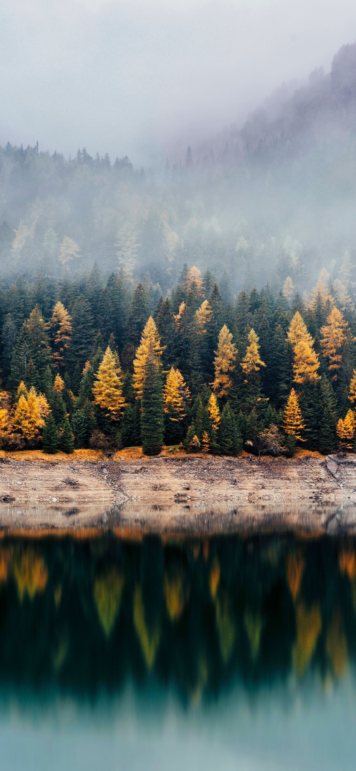 1250x2690 Forest Wallpaper 4K, Woods, Autumn, Lake, Foggy, Mist, Fall, Nature, Phone