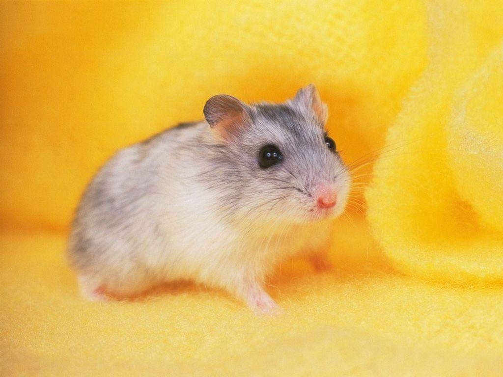 1030x770 Hamster Wallpaper High Definition Wallpaper, Desktop