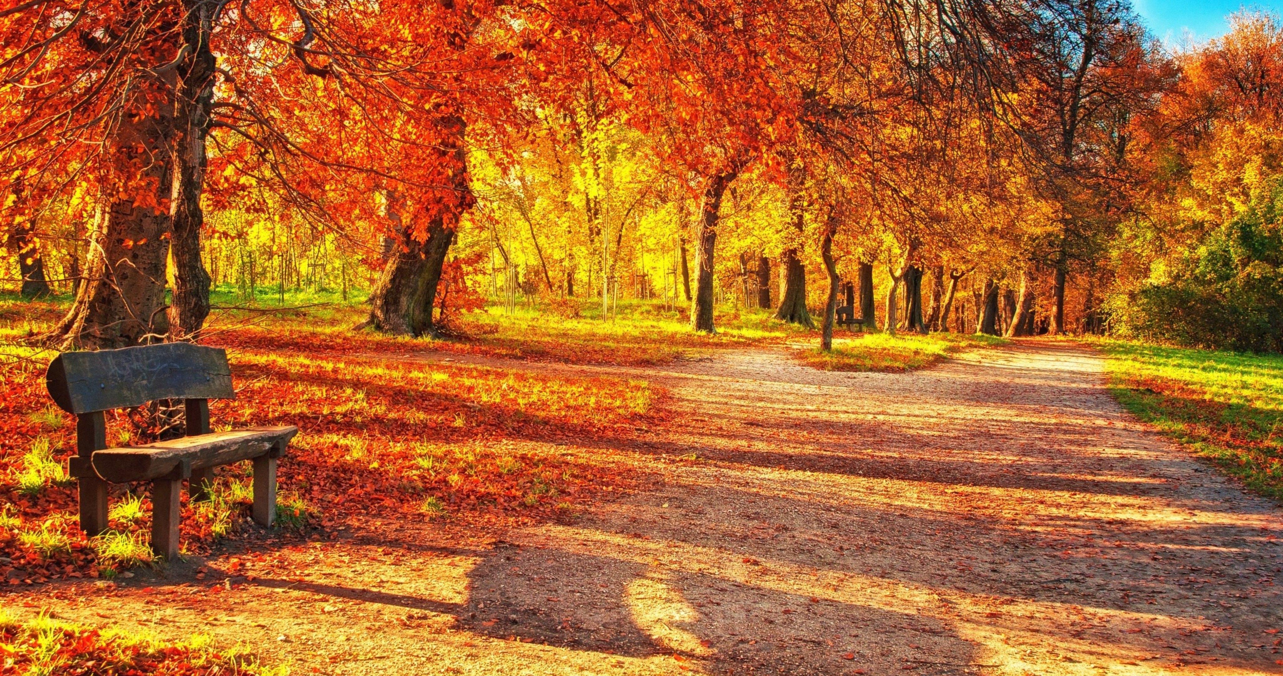 4100x2160 autumn leaves park 4k ultra HD wallpaper. Autumn landscape, Autumn leaves wallpaper, Landscape, Desktop