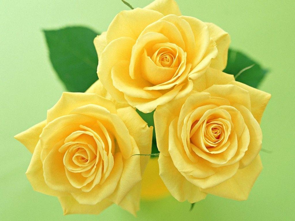 1030x770 Yellow Flower Wallpaper, Desktop