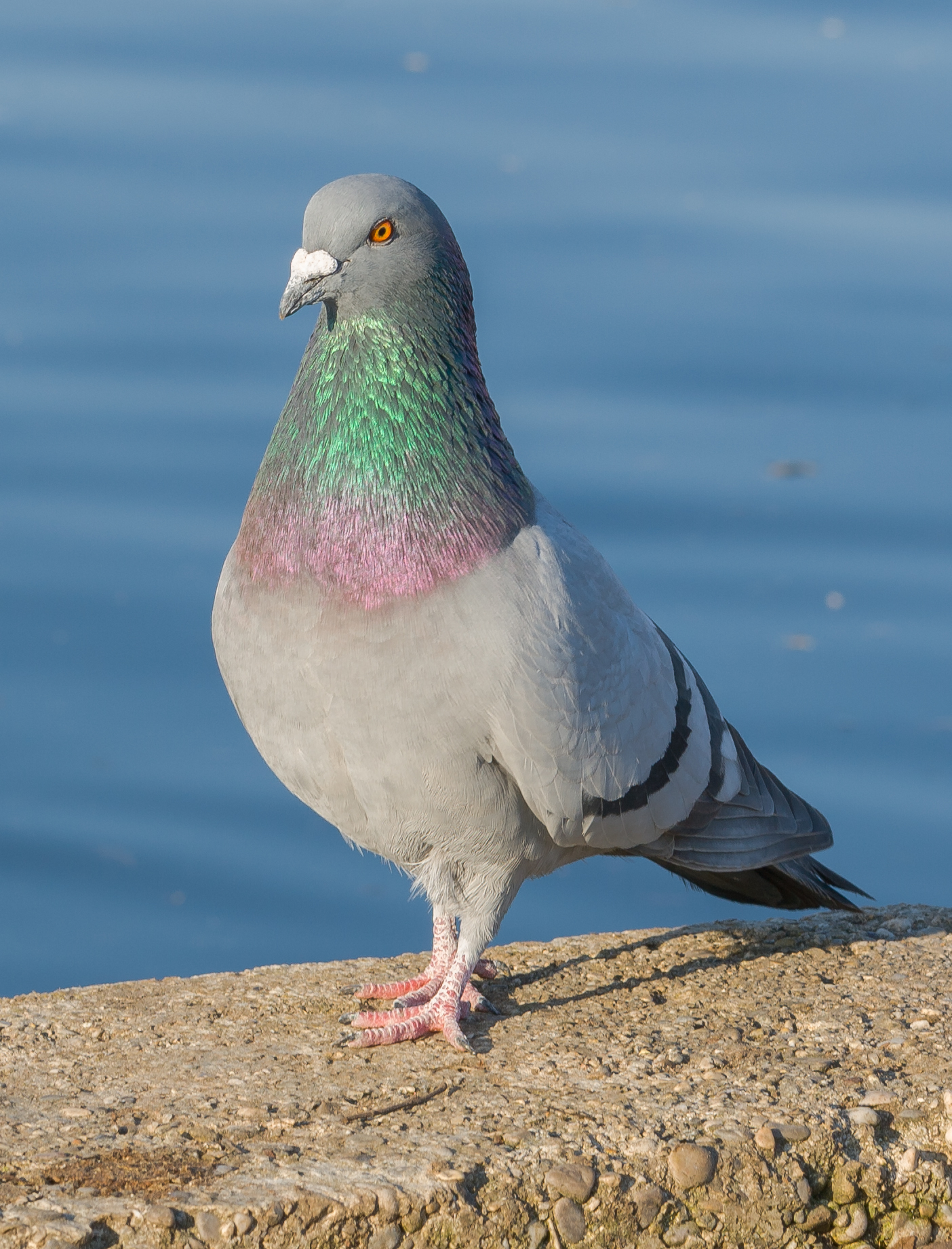 1410x1850 Rock Dove Bird (Pigeon) Photo, HD Image Free Download, Phone