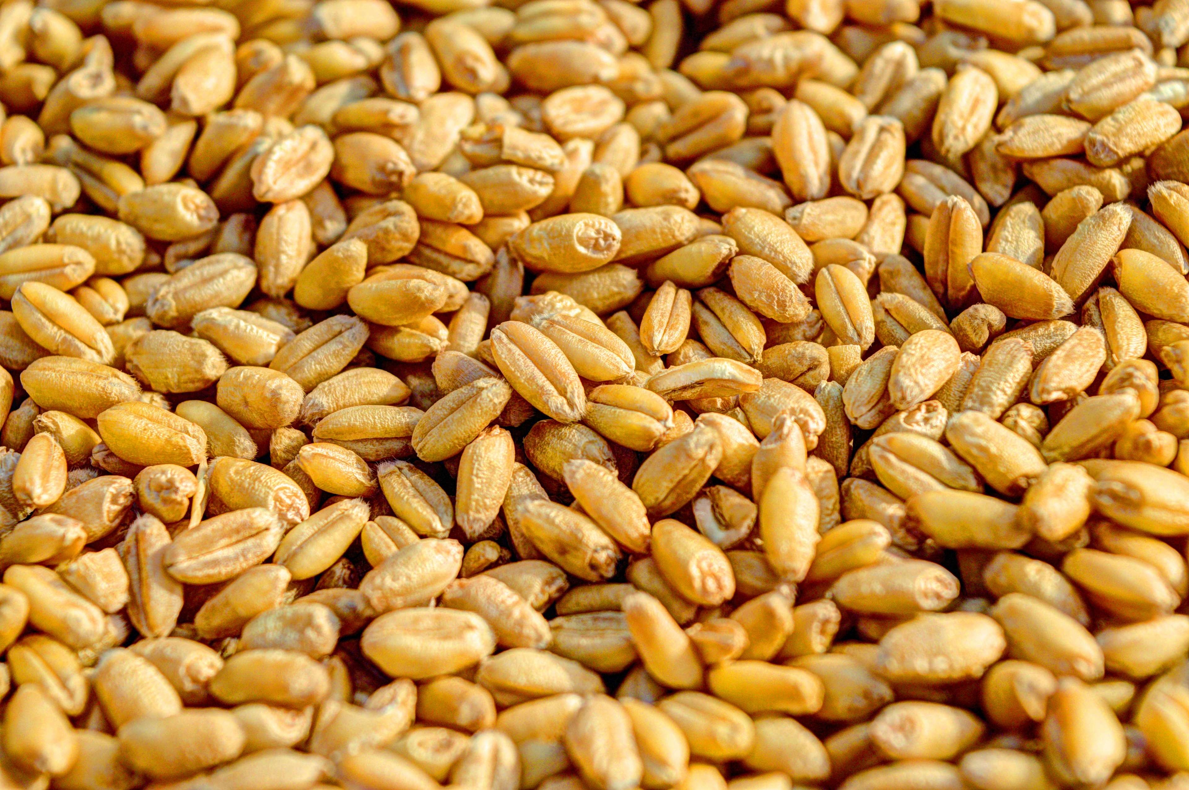 3840x2560 close up, crop, grains, kernels, seed, wheat 4k Gallery HD Wallpaper, Desktop