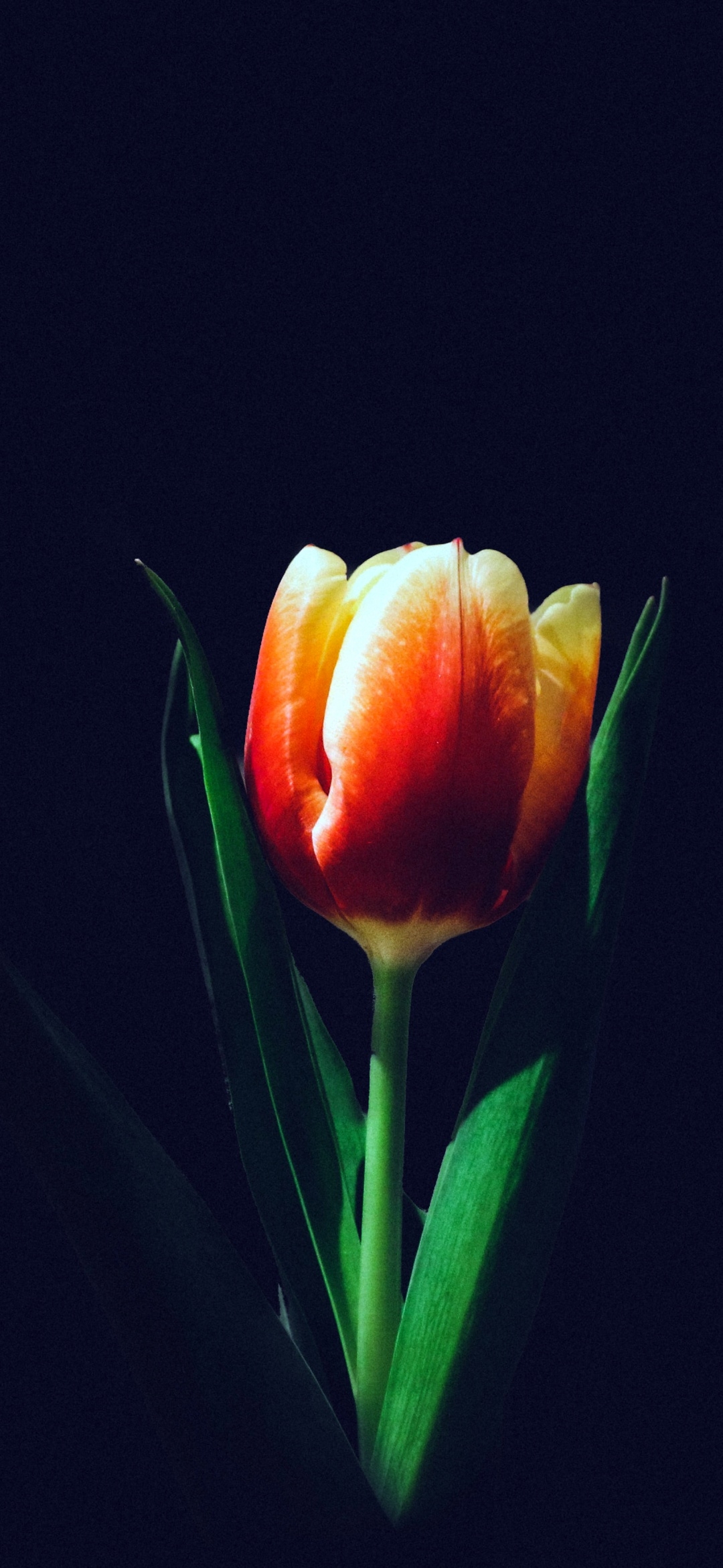 1080x2340 Tulip flower Wallpaper 4K, Orange, Phone