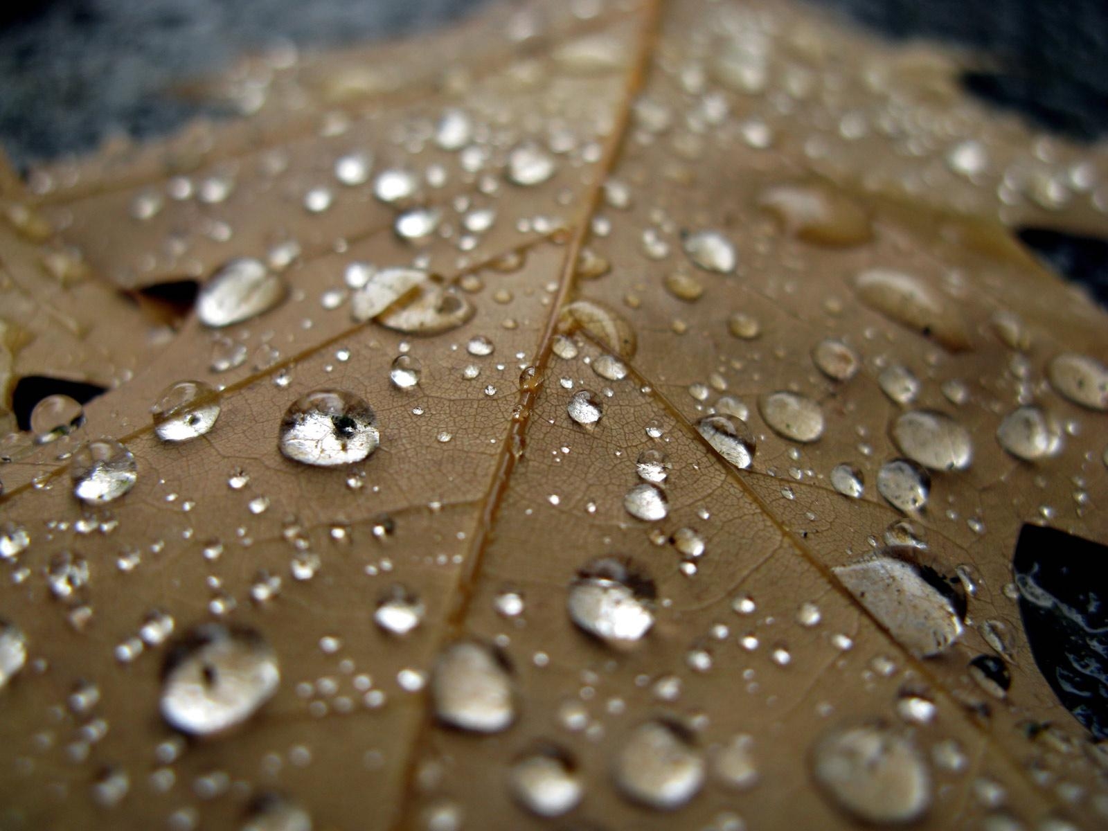 1600x1200 Raindrops HD, Desktop