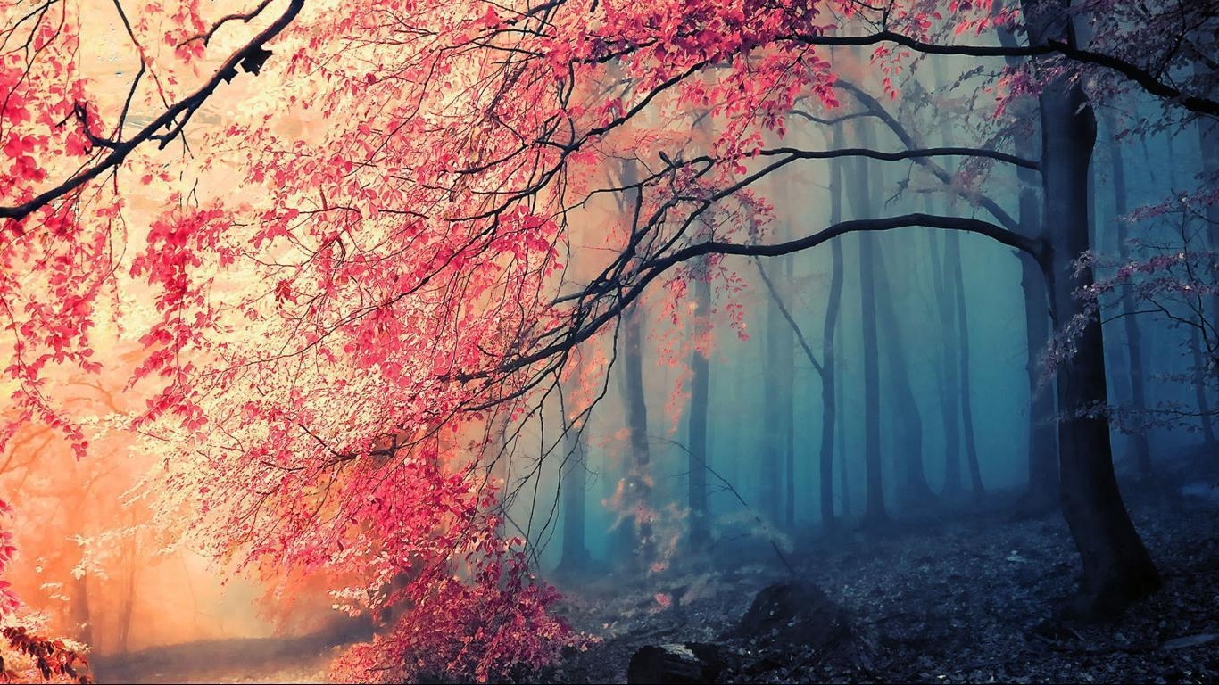 1370x770 Fog deep forest  widescreen HD wallpaper, Desktop