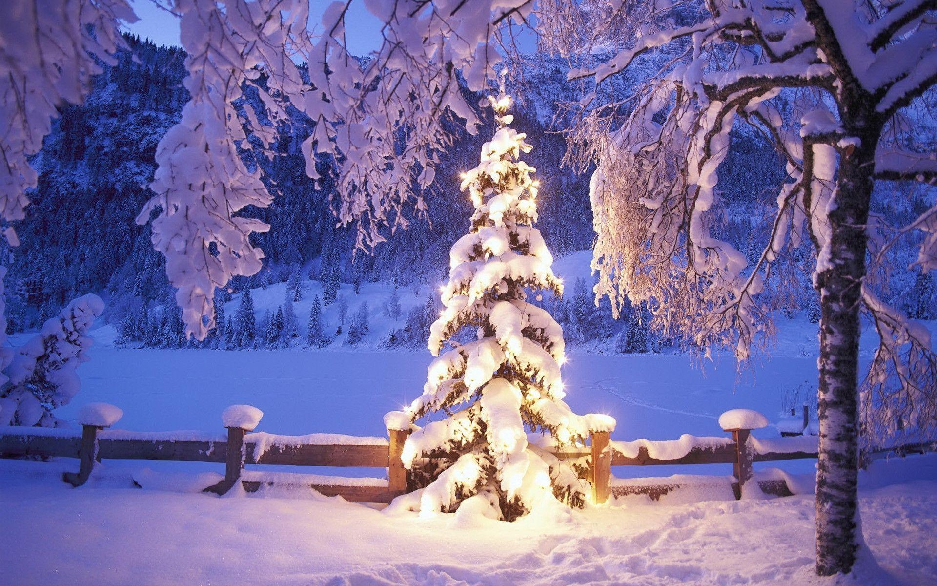 1920x1200 Christmas Tree Wallpaper Full HD, Desktop